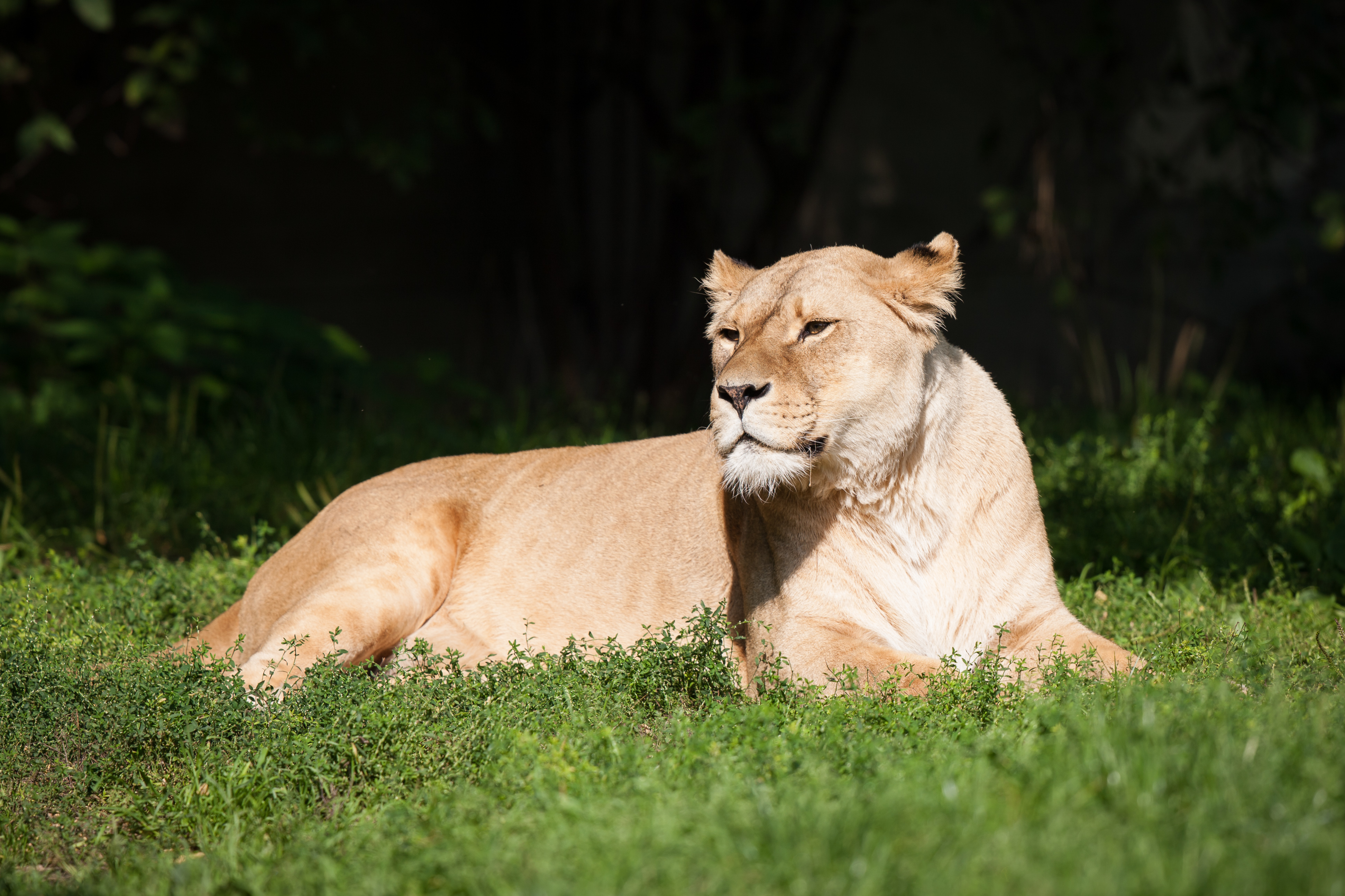 Фотография лев Большие кошки Трава Животные Львы траве животное