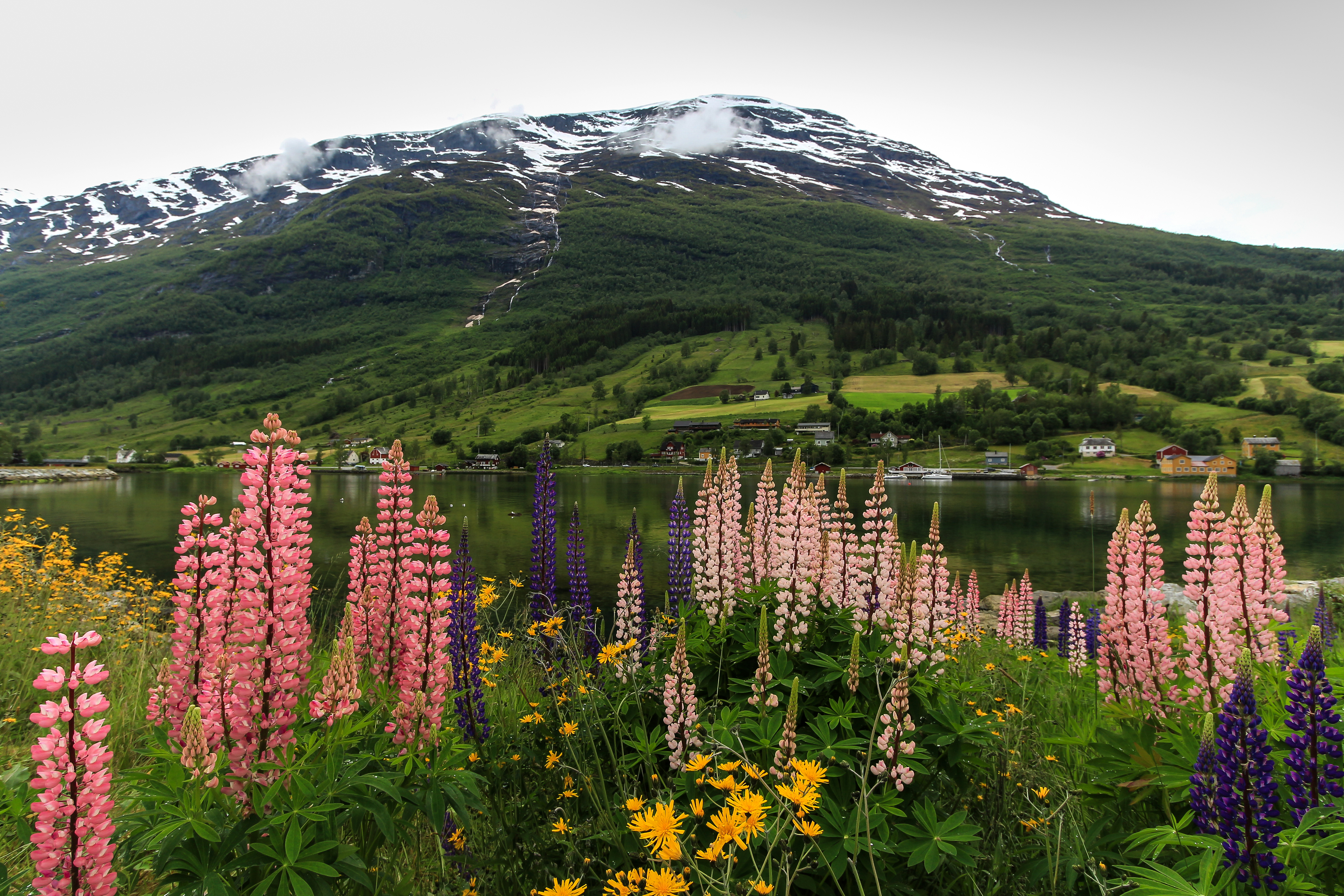 Флора Норвегии