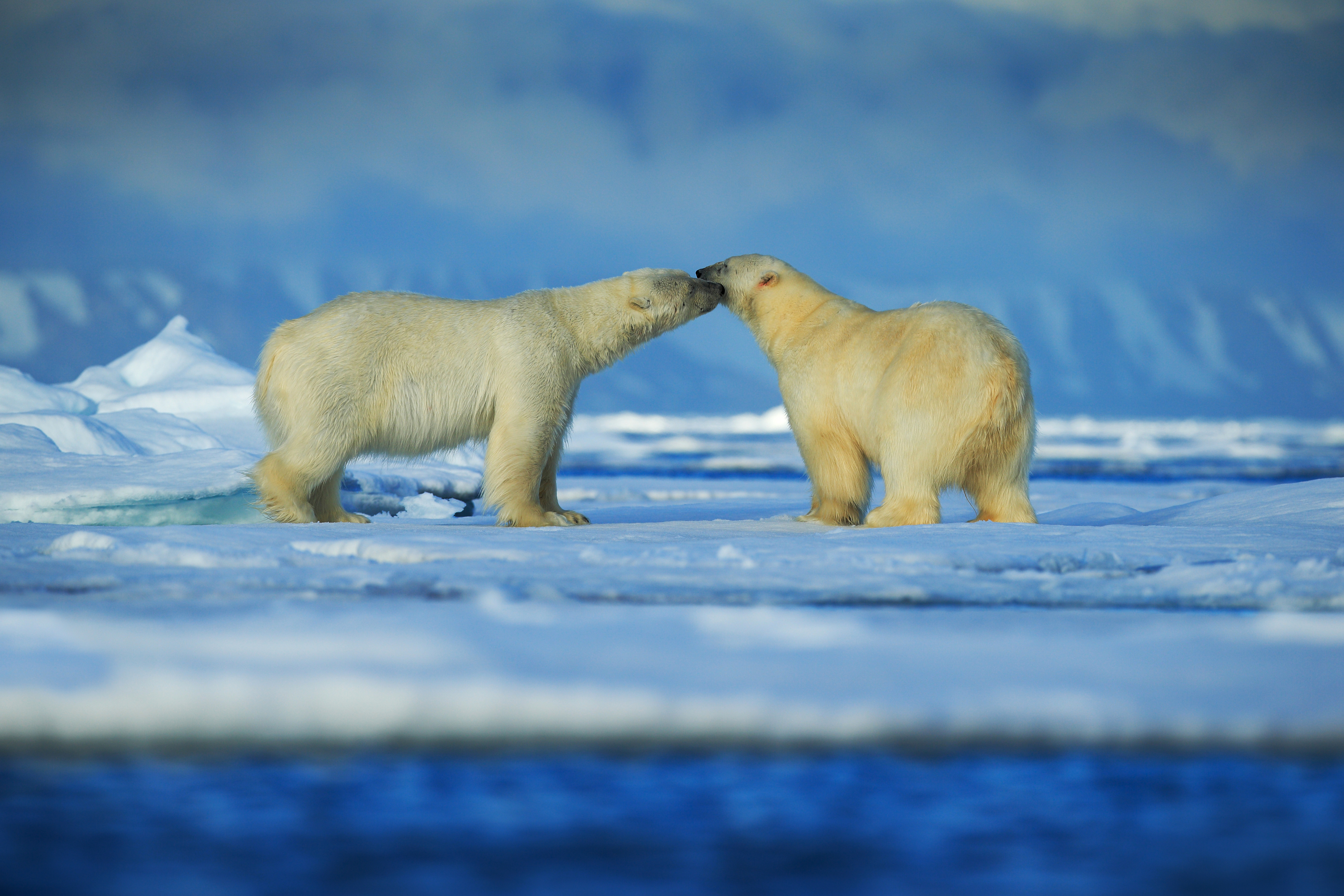 Белые медведи на льдинке скачать