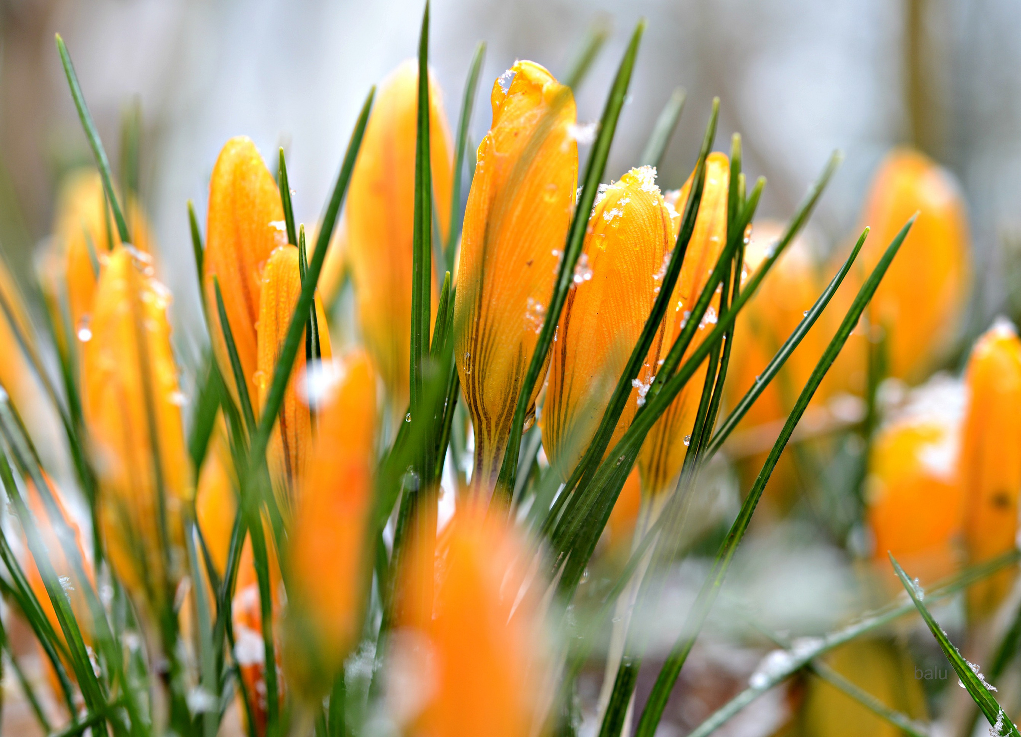 Картинка начало весны на телефон. Крокус желтый. Крокус оранжевый. Крокусы цветы оранжевые. Первоцветы крокусы.