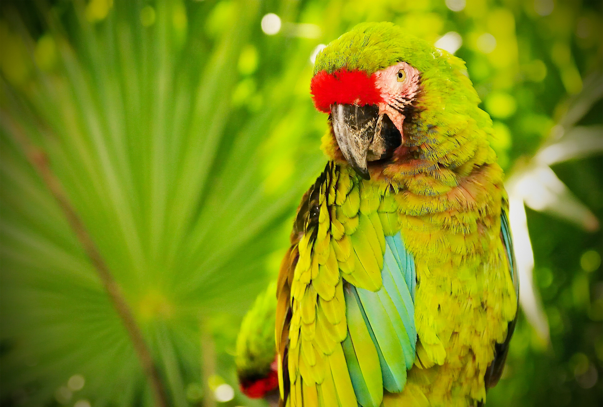 природа животные попугаи ара nature animals parrots Ara скачать