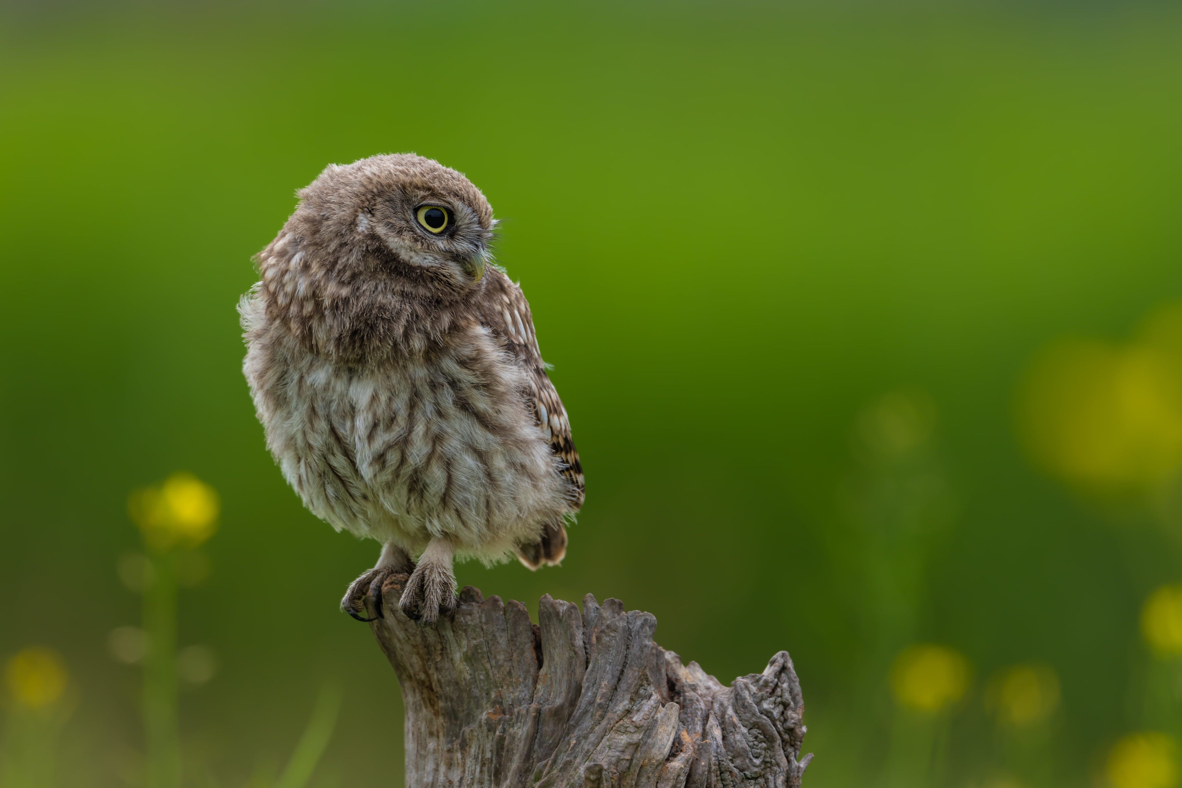 Фотография совы Птицы little owl Пень Животные сова птица Совообразные пне животное