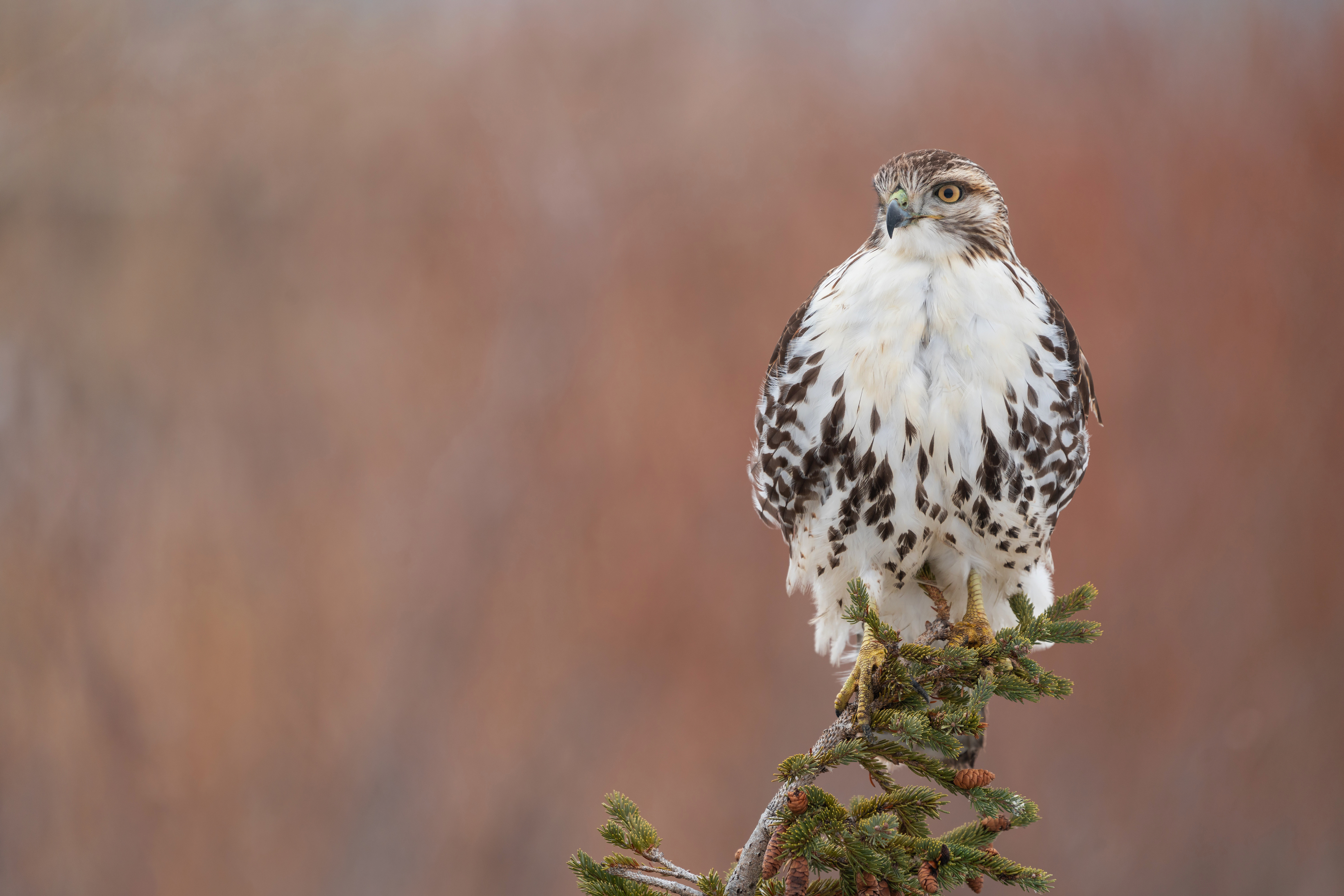 Фотография Птицы Ястреб red-tailed hawk ветка Животные 4500x3000 птица ветвь Ветки на ветке животное