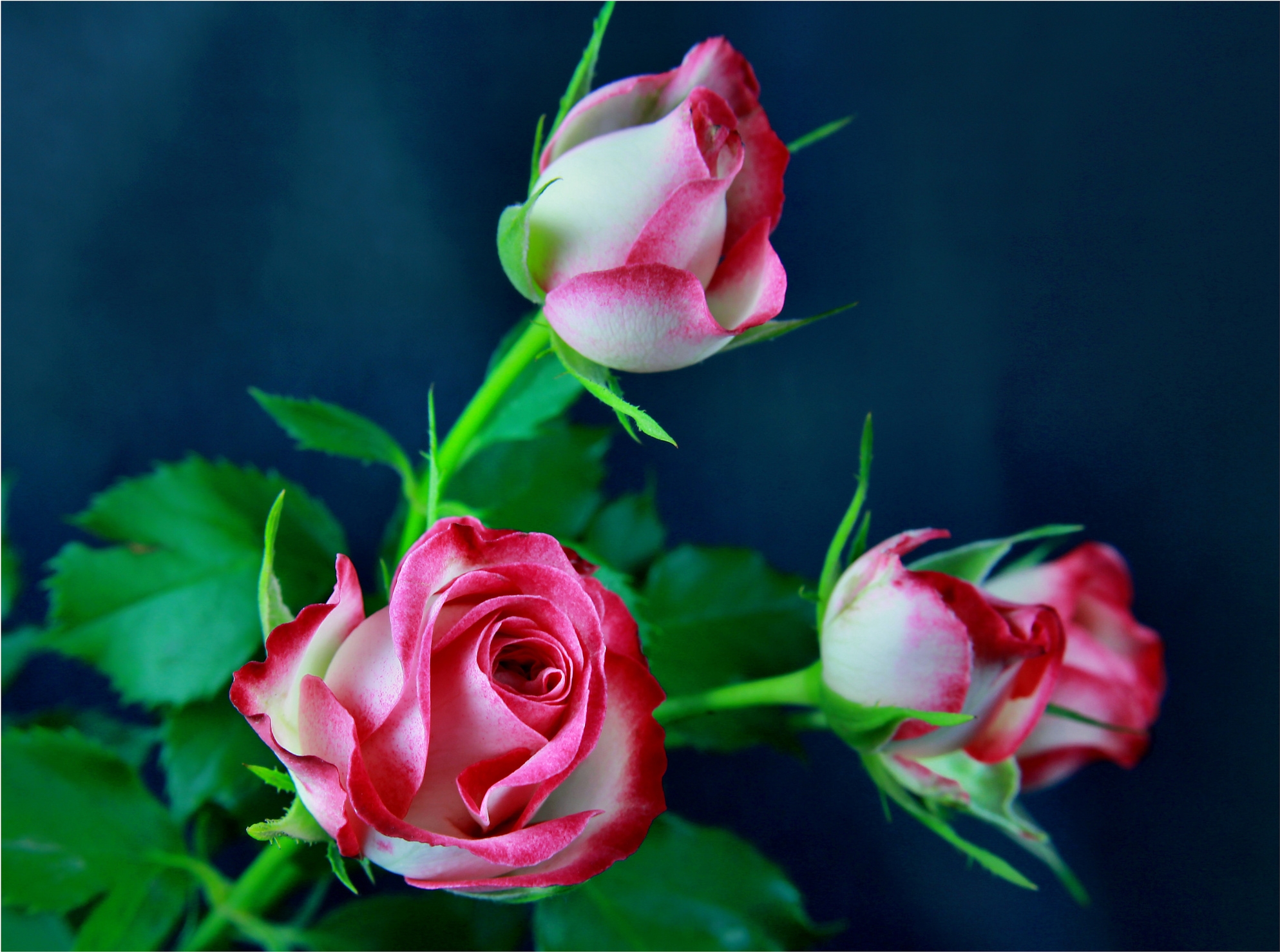Beautiful rose flowers. Красивые цветы. Красивые розы. Живые цветы. Красивейшие цветы.