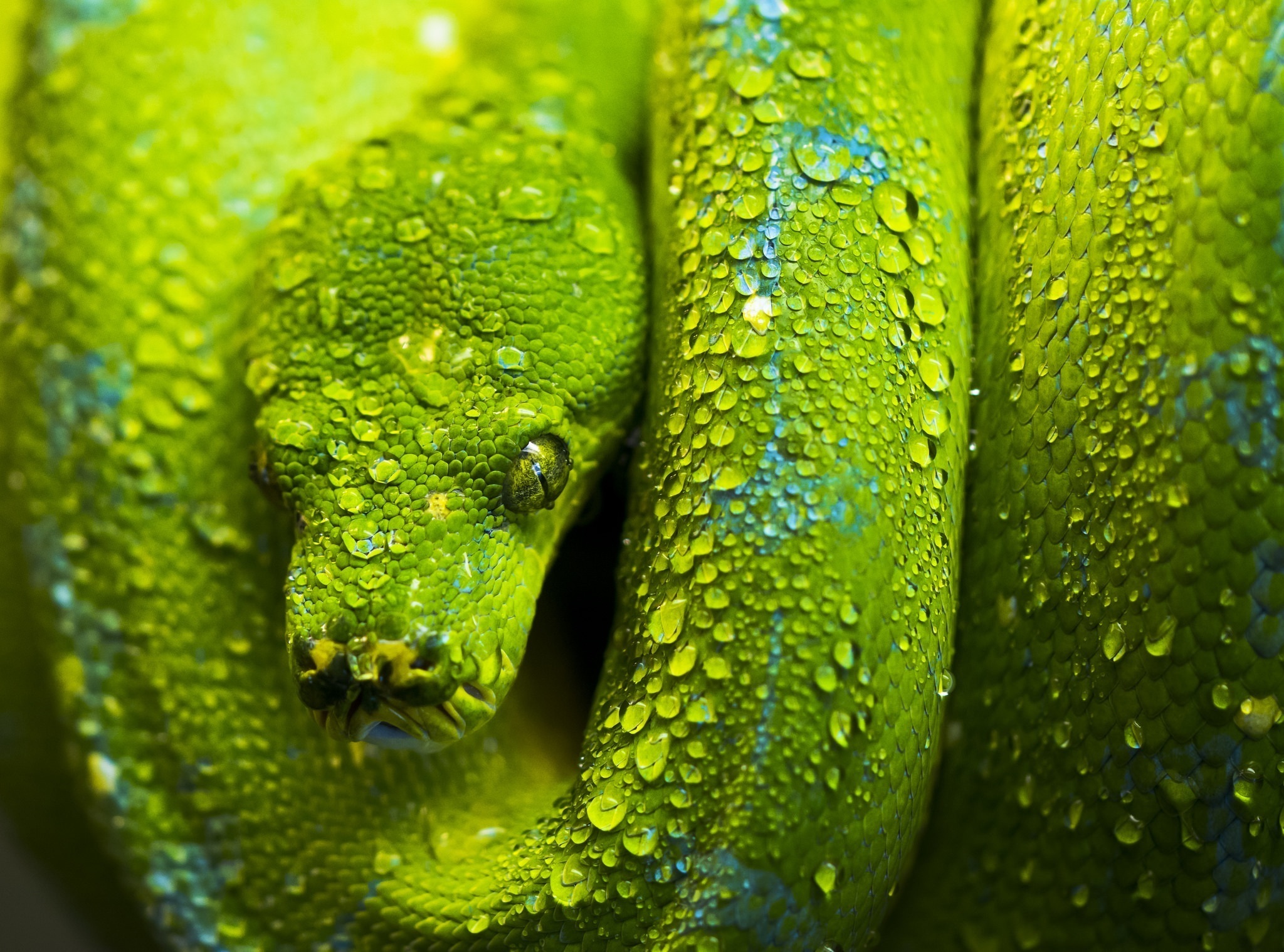 Зеленая змея макро съемка скачать