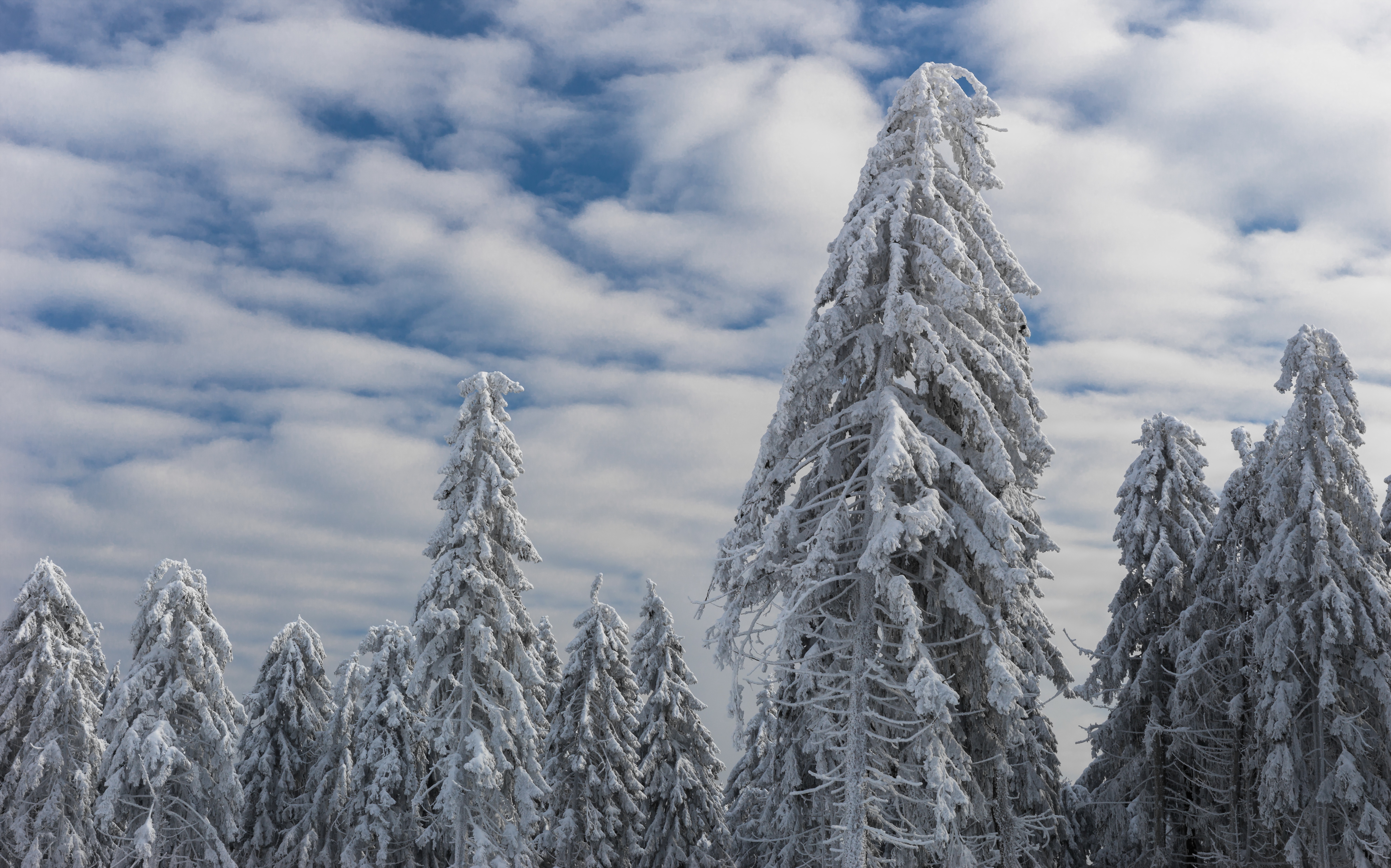 природа снег деревья зима облака nature snow trees winter clouds без смс