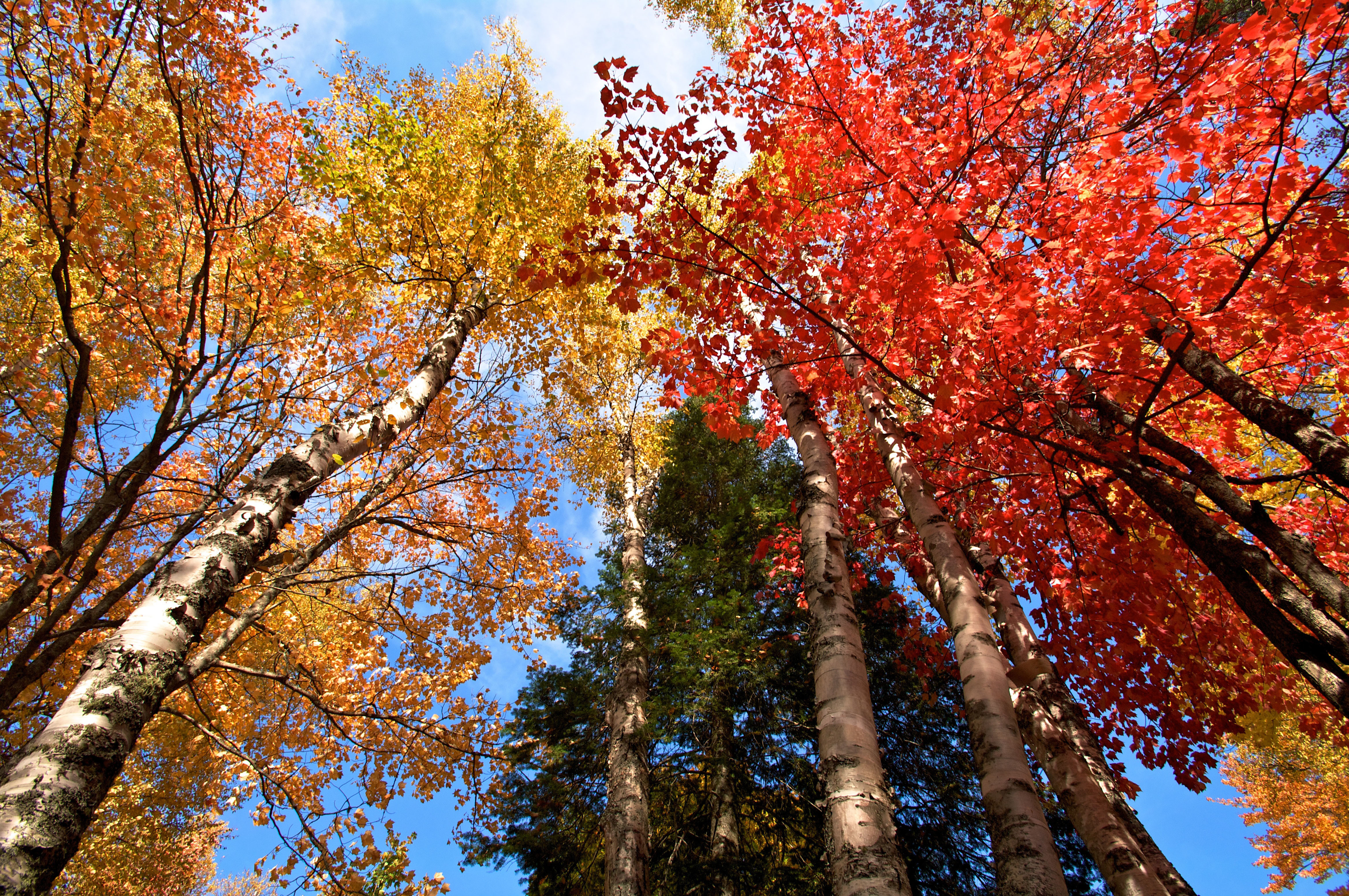 Лес осенний осень стволы деревья бесплатно