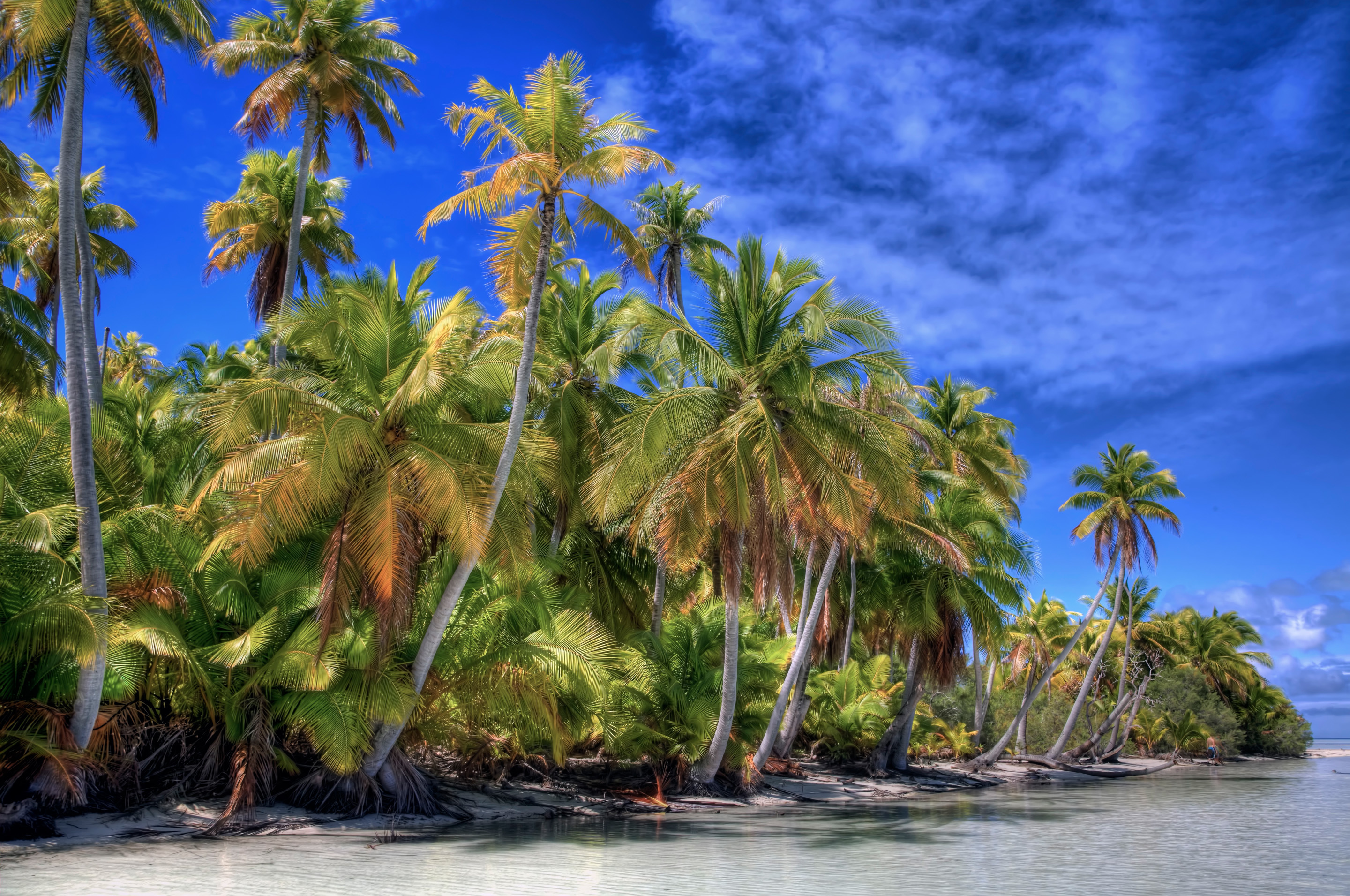Beach tree. Бали Пальма Баунти. Рощи кокосовых пальм Филиппины. Море пляж пальмы. Пейзаж с пальмами.