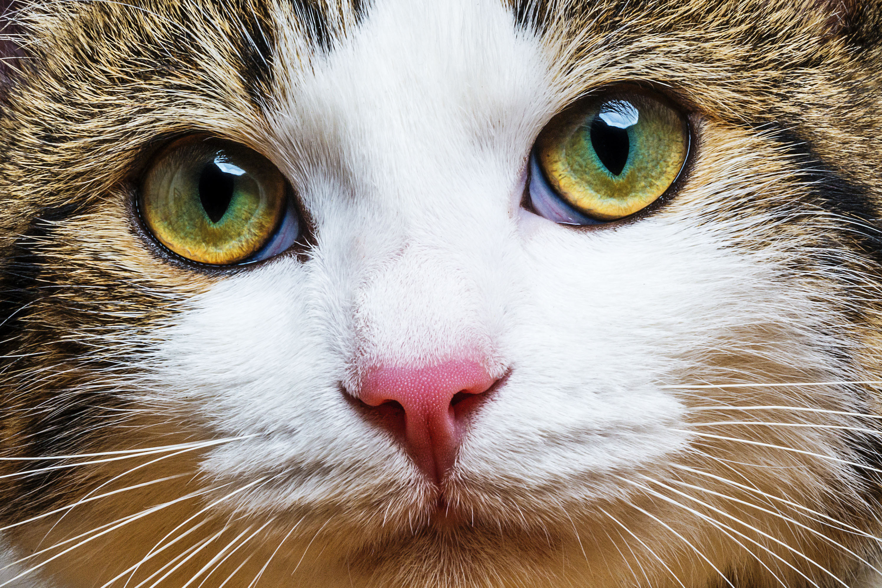Крупно фото кошек. Морда кошки. Глаза кошки. Морды котов. Красивые мордочки кошек.