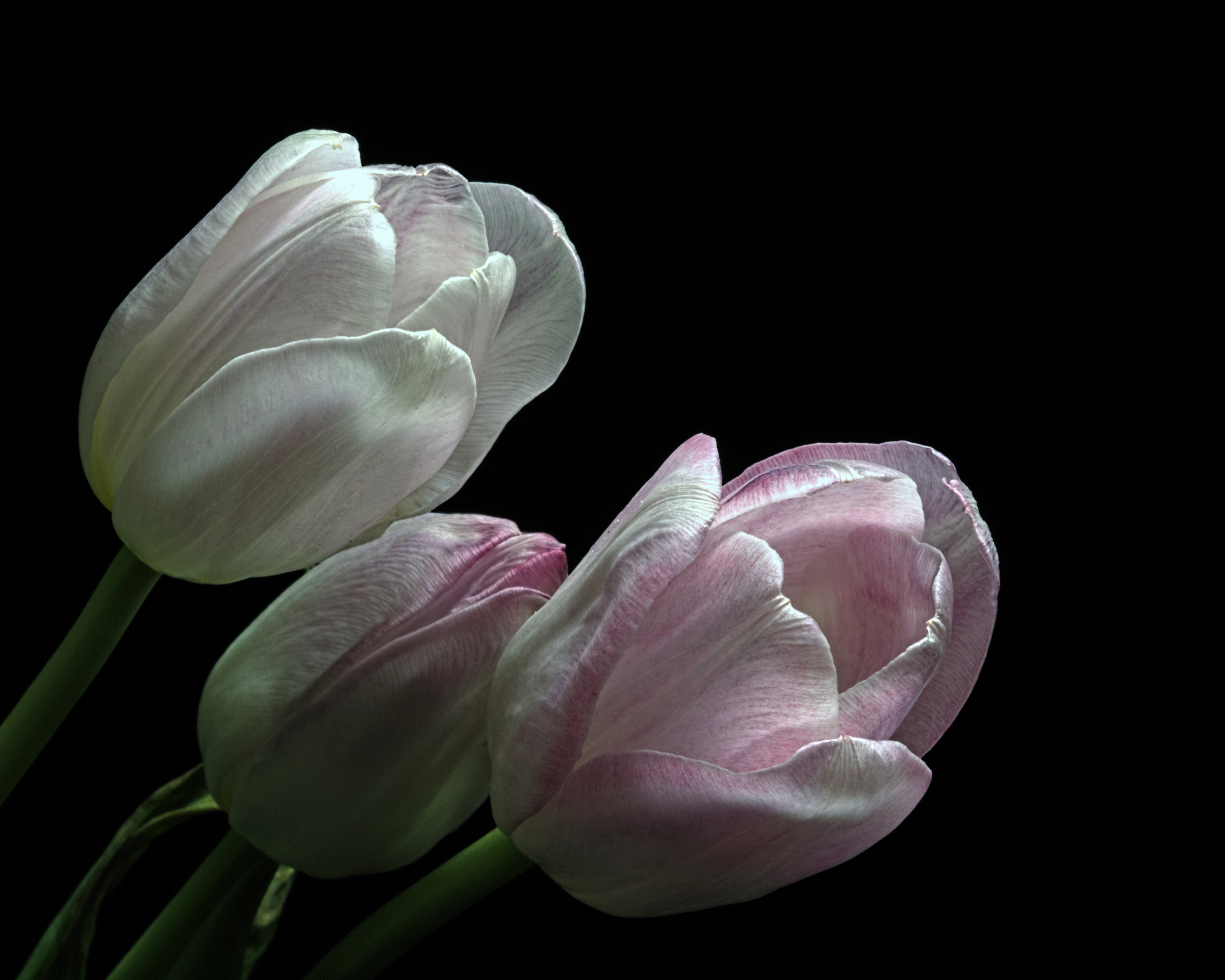 Фотография тюльпан Цветы Трое 3 вблизи на черном фоне 4000x3200 Тюльпаны цветок три втроем Черный фон Крупным планом