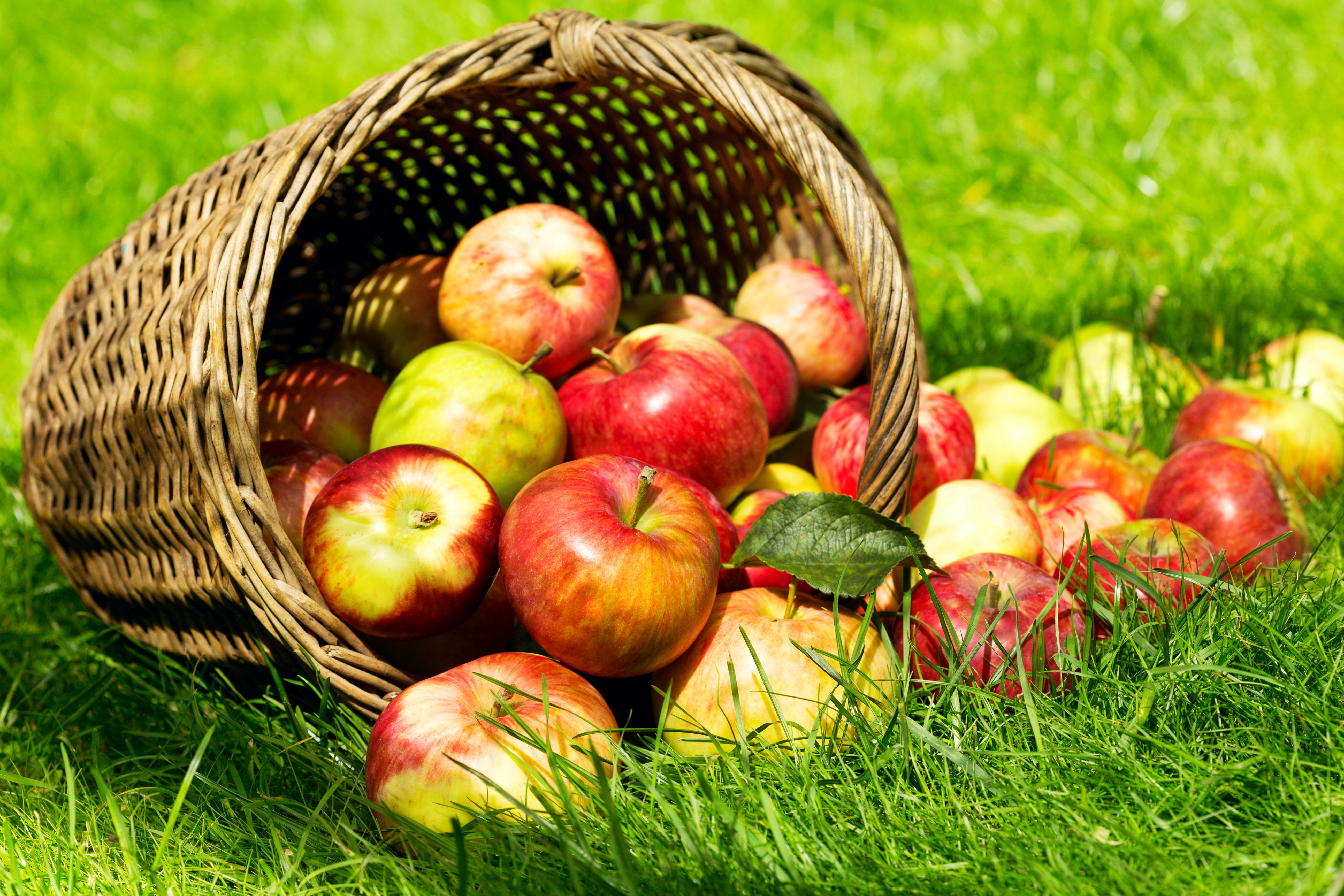 еда природа яблоки листья трава скачать