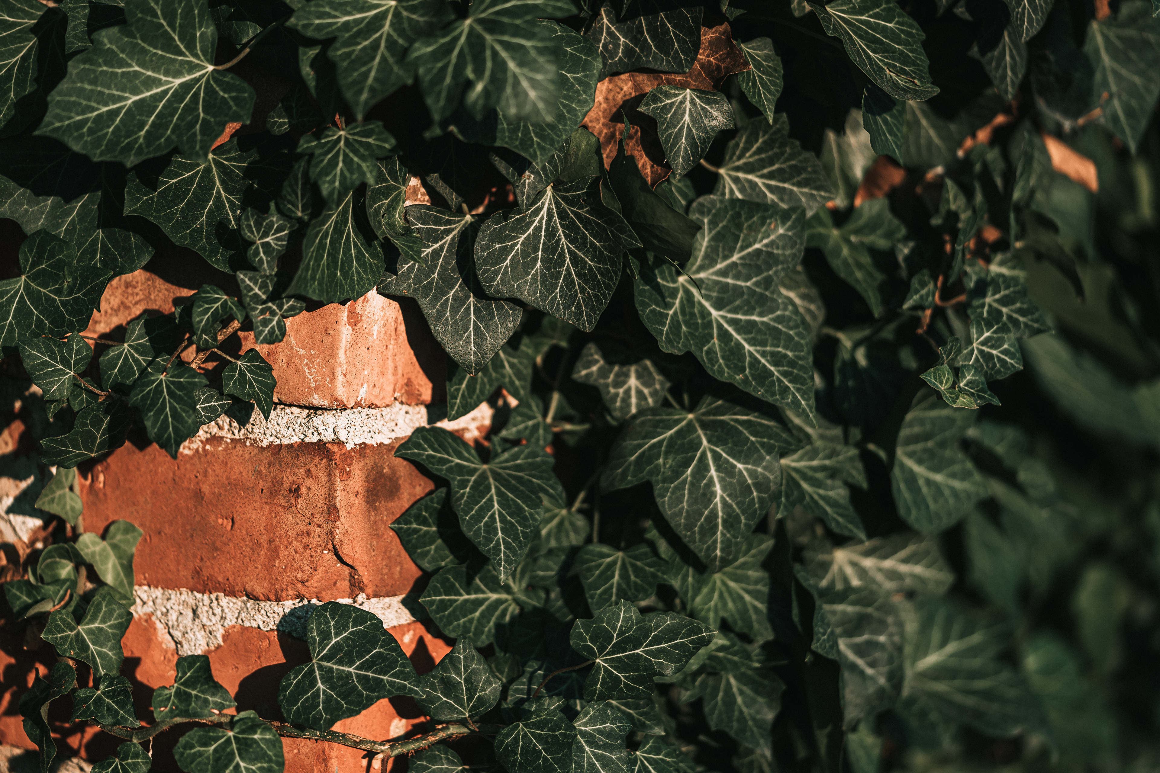 Фото Листва Ivy Природа Кирпичный стенка 3840x2560 лист Листья из кирпича Стена стены стене