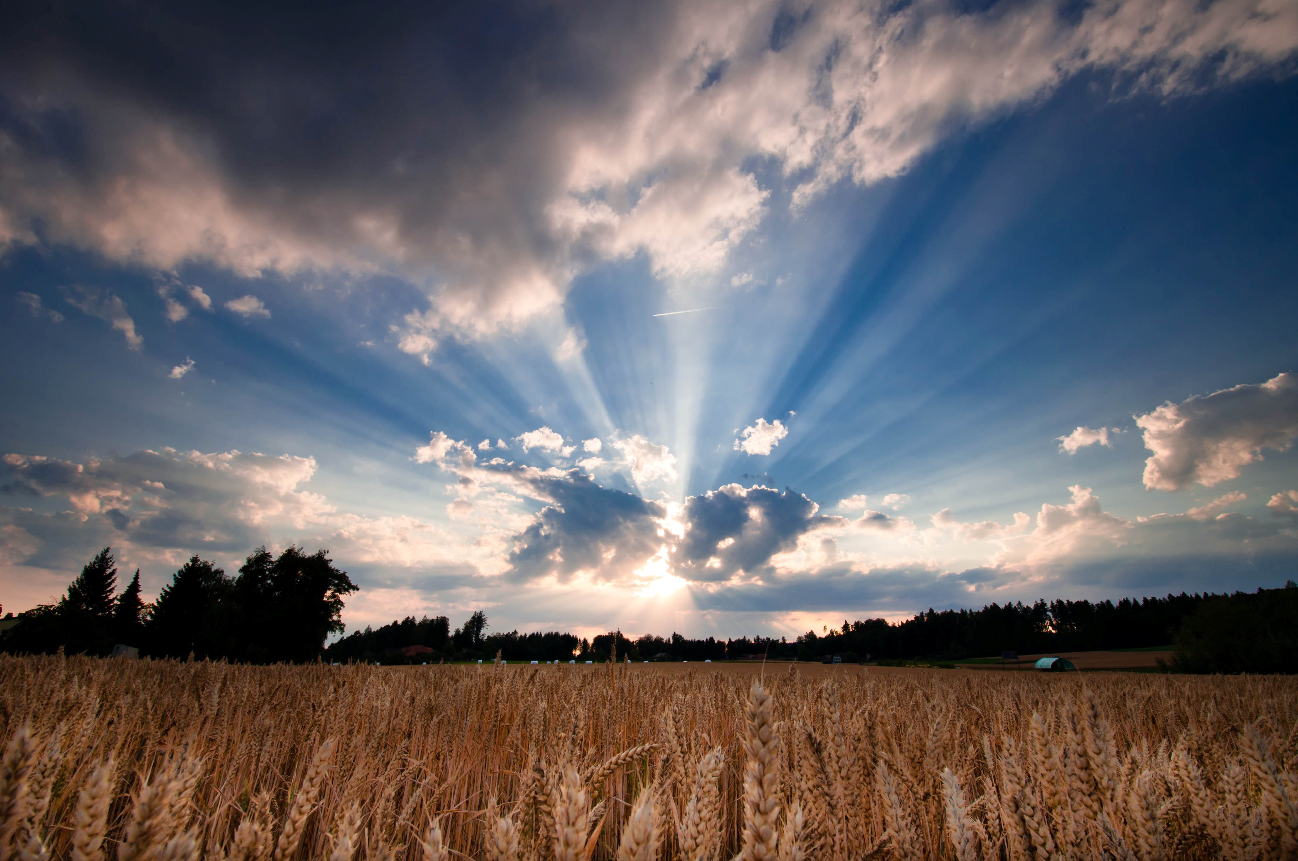 природа поле солнце небо облака деревья пшеница трава бесплатно
