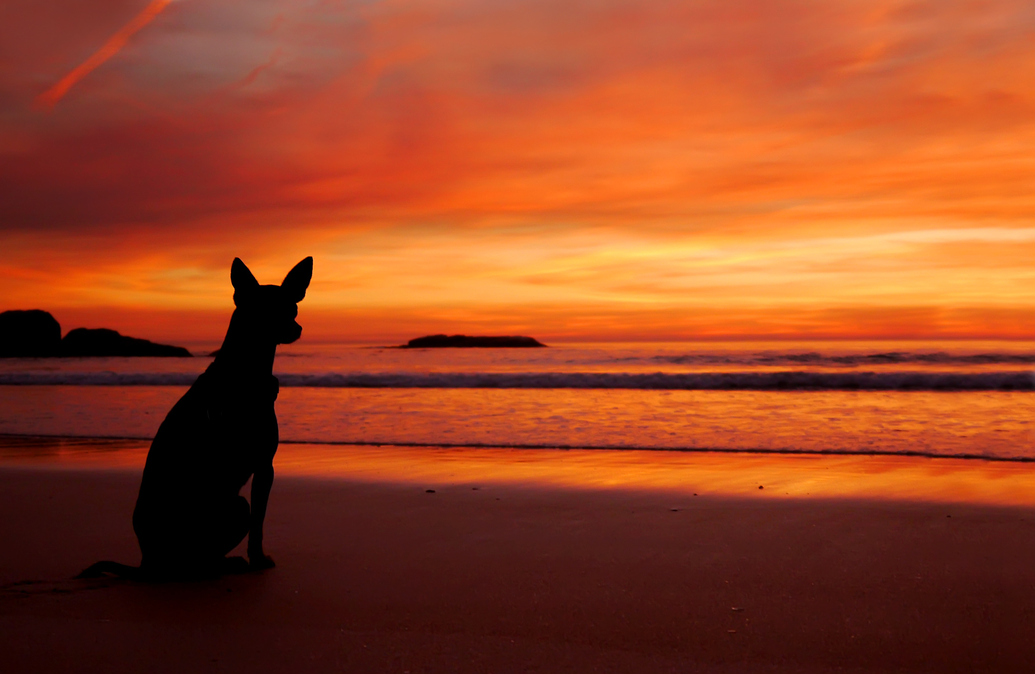 собака закат животное берег море без смс