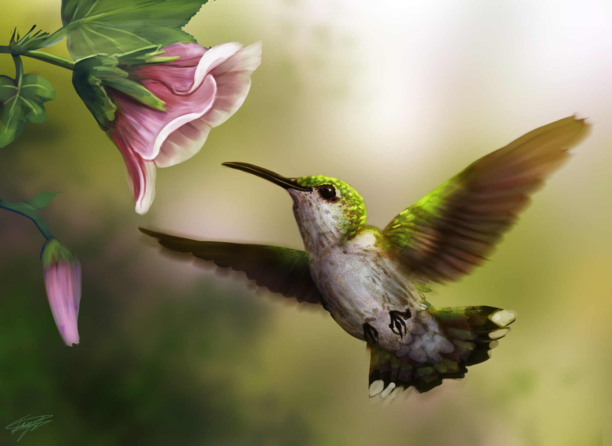 Колибри рядом с цветком без смс
