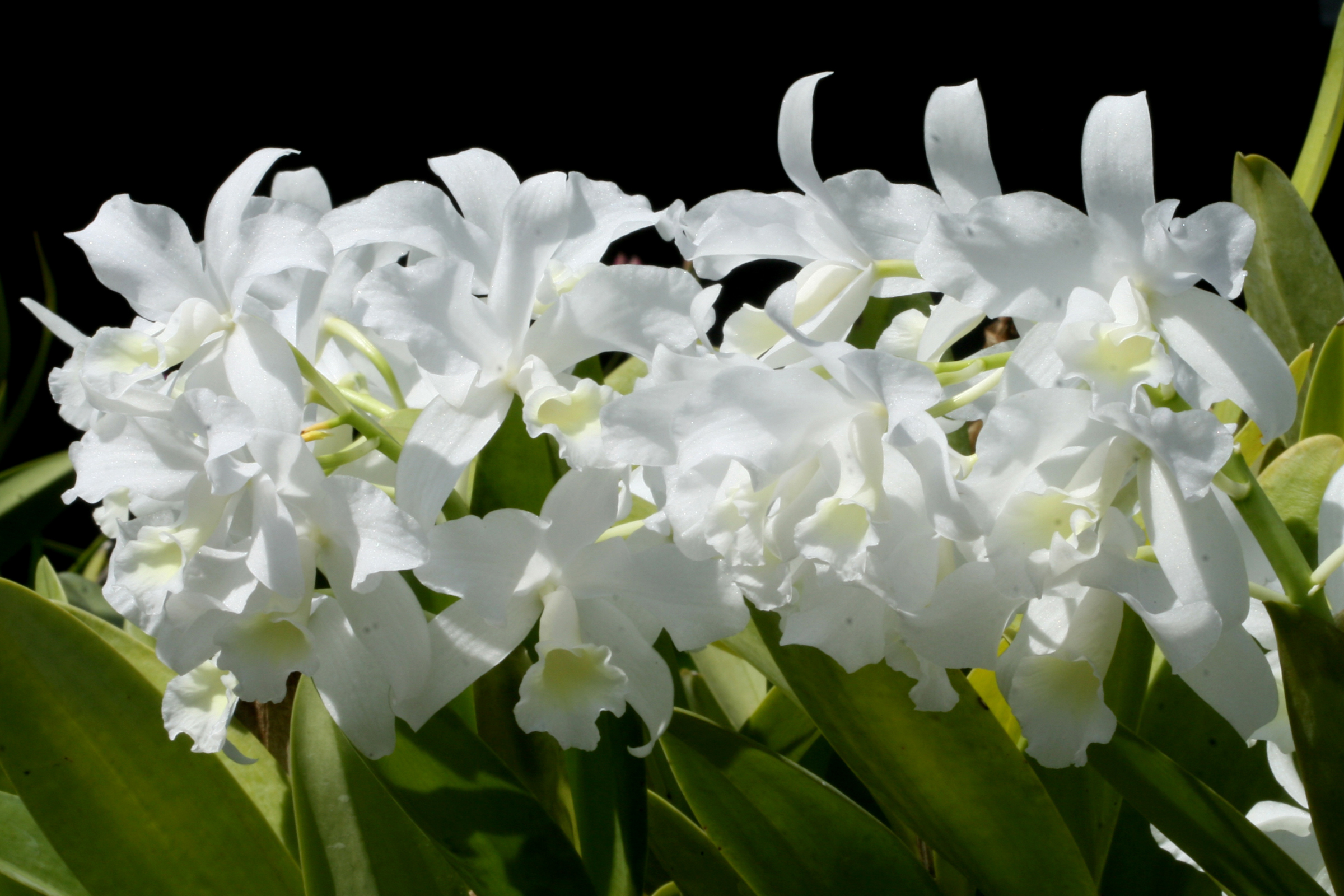 Каттлея белая цветок