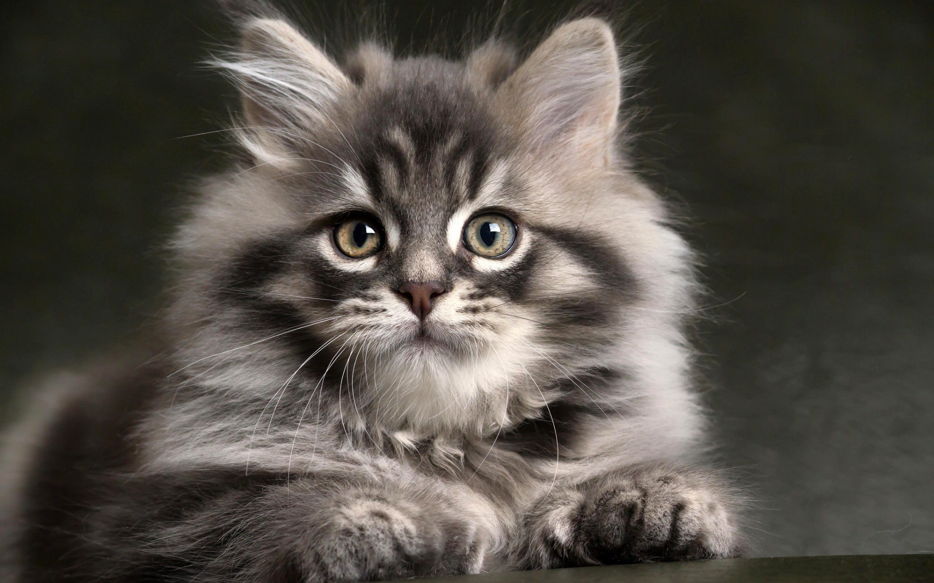 https://s1.1zoom.ru/big3/349/Cats_Kittens_Fluffy_435425.jpg