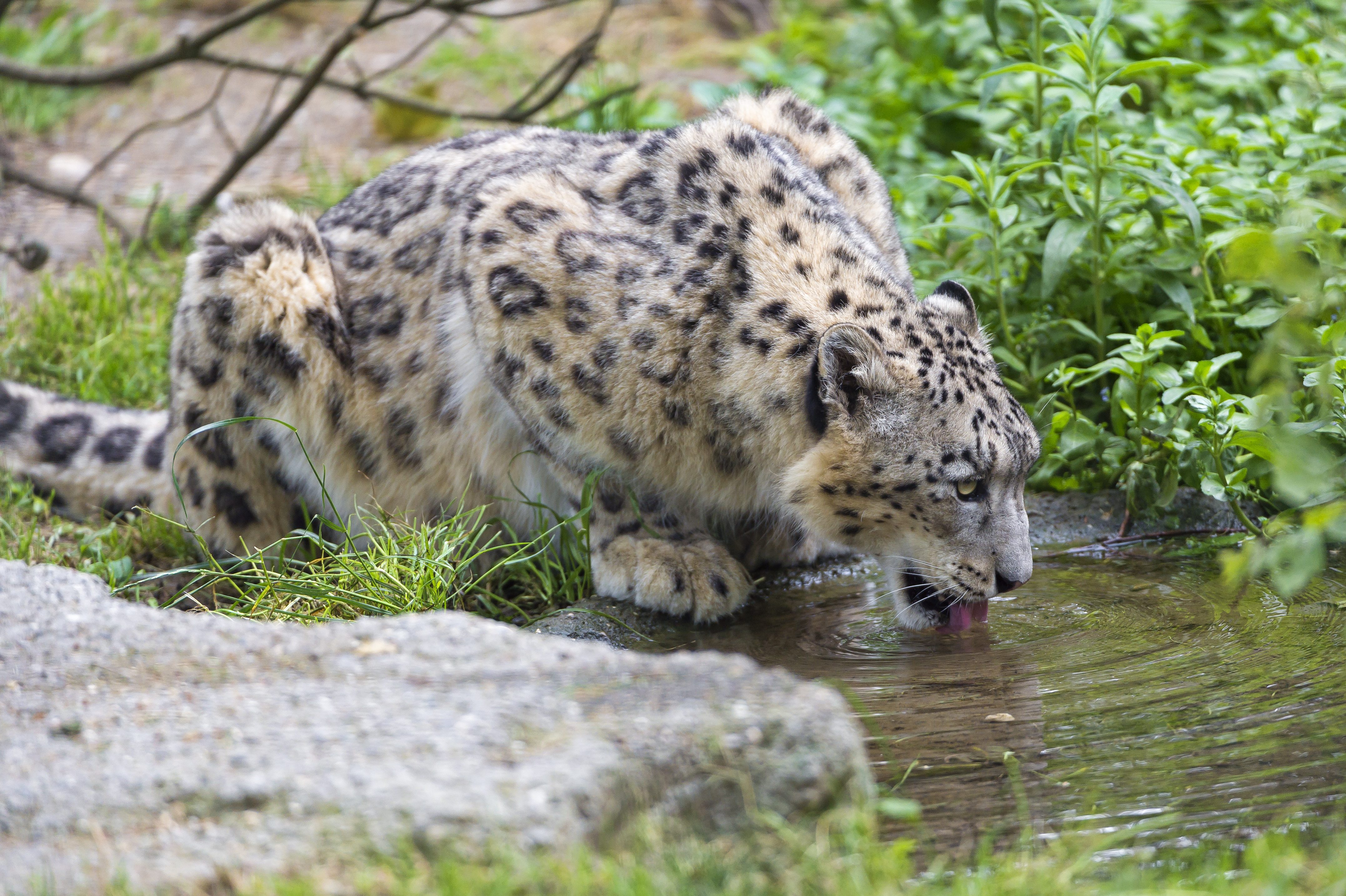 ягуар пьет воду без смс