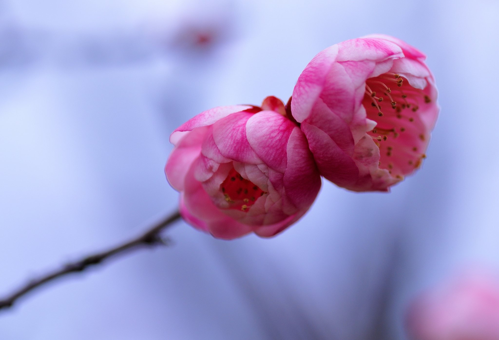 Розовые цветочки цветущего дерева бесплатно