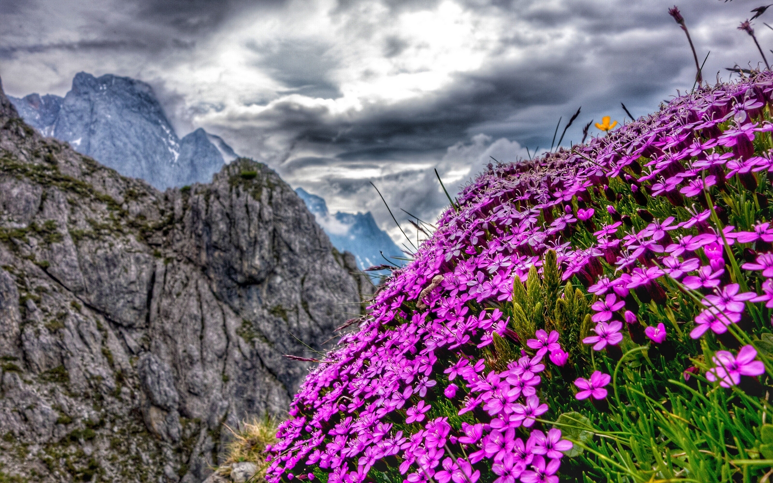 природа цветы горы скалы бесплатно