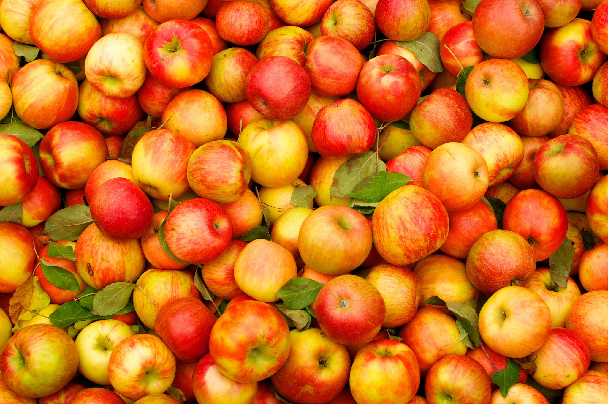 яблоки фрукты фон бесплатно