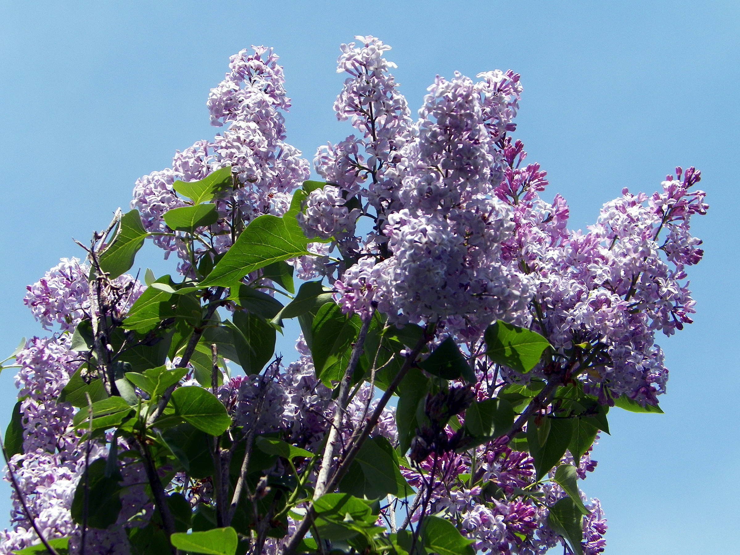 Сирень обыкновенная. Сирень обыкновенная (siringavulgaris). Сирень Syringa. Сирень Белисент. Сирень обыкновенная Самал.