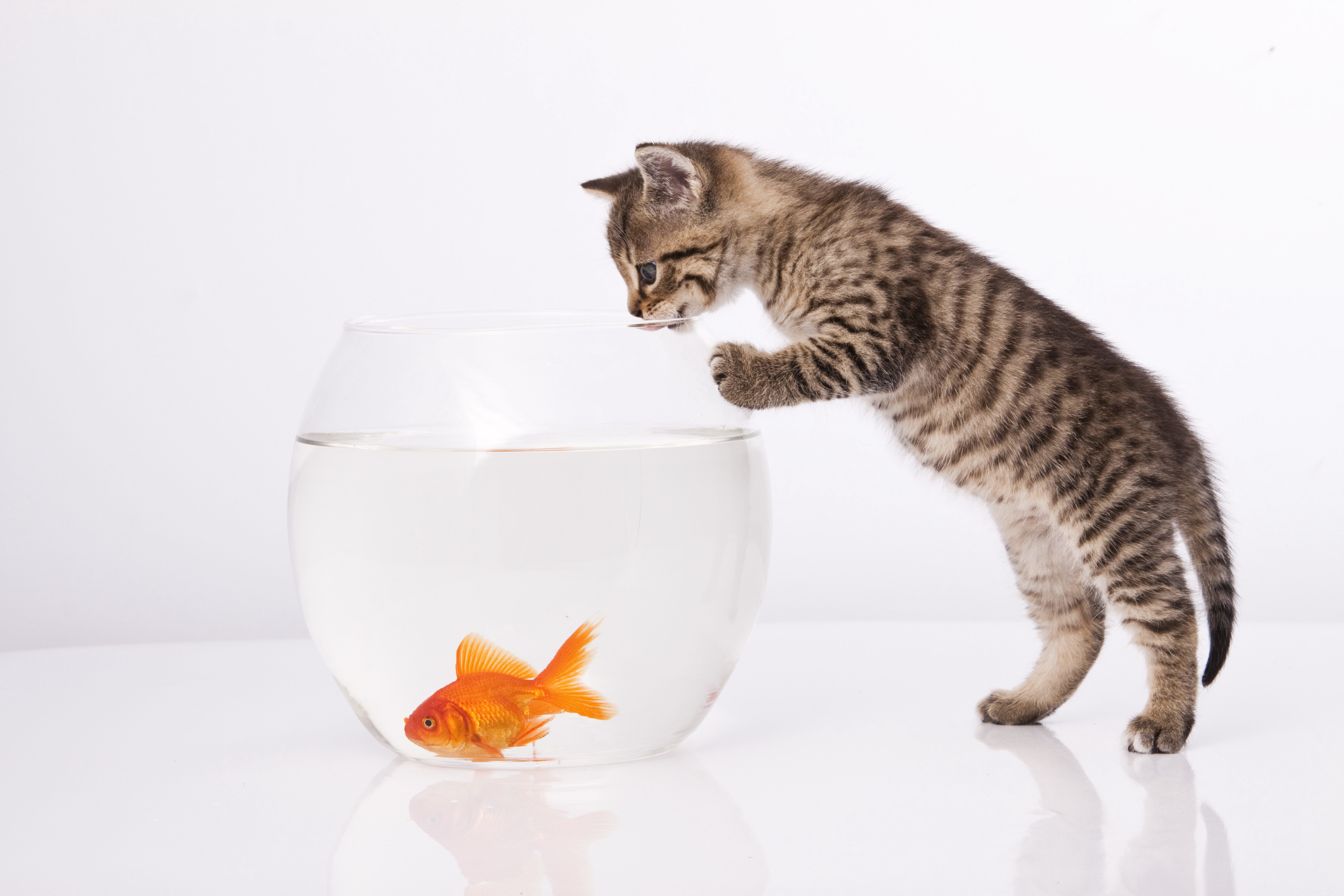 Кошечка рыбка. Котенок и аквариум. Котенок с рыбкой. Аквариум для кошек с рыбками. Кот в круглом аквариуме.