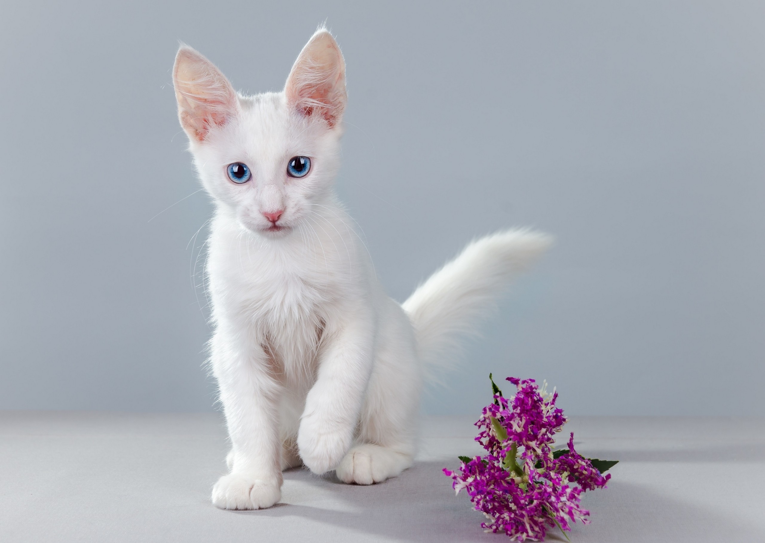 природа животные кот белый котенок nature animals cat white kitten бесплатно