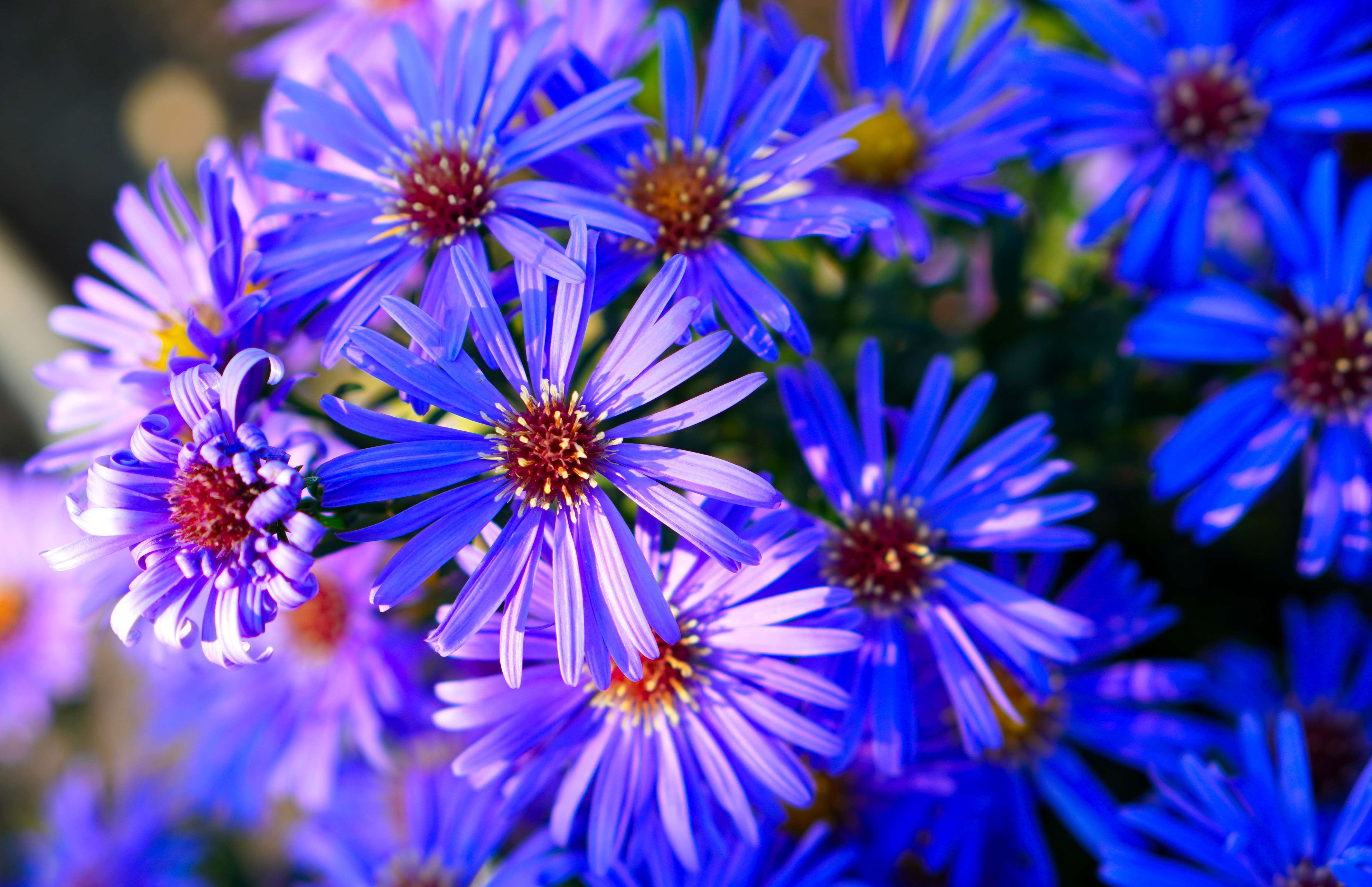 Обои для рабочего стола Синий Астры Цветы Много Крупным планом 4905x3173 синяя синие синих цветок вблизи