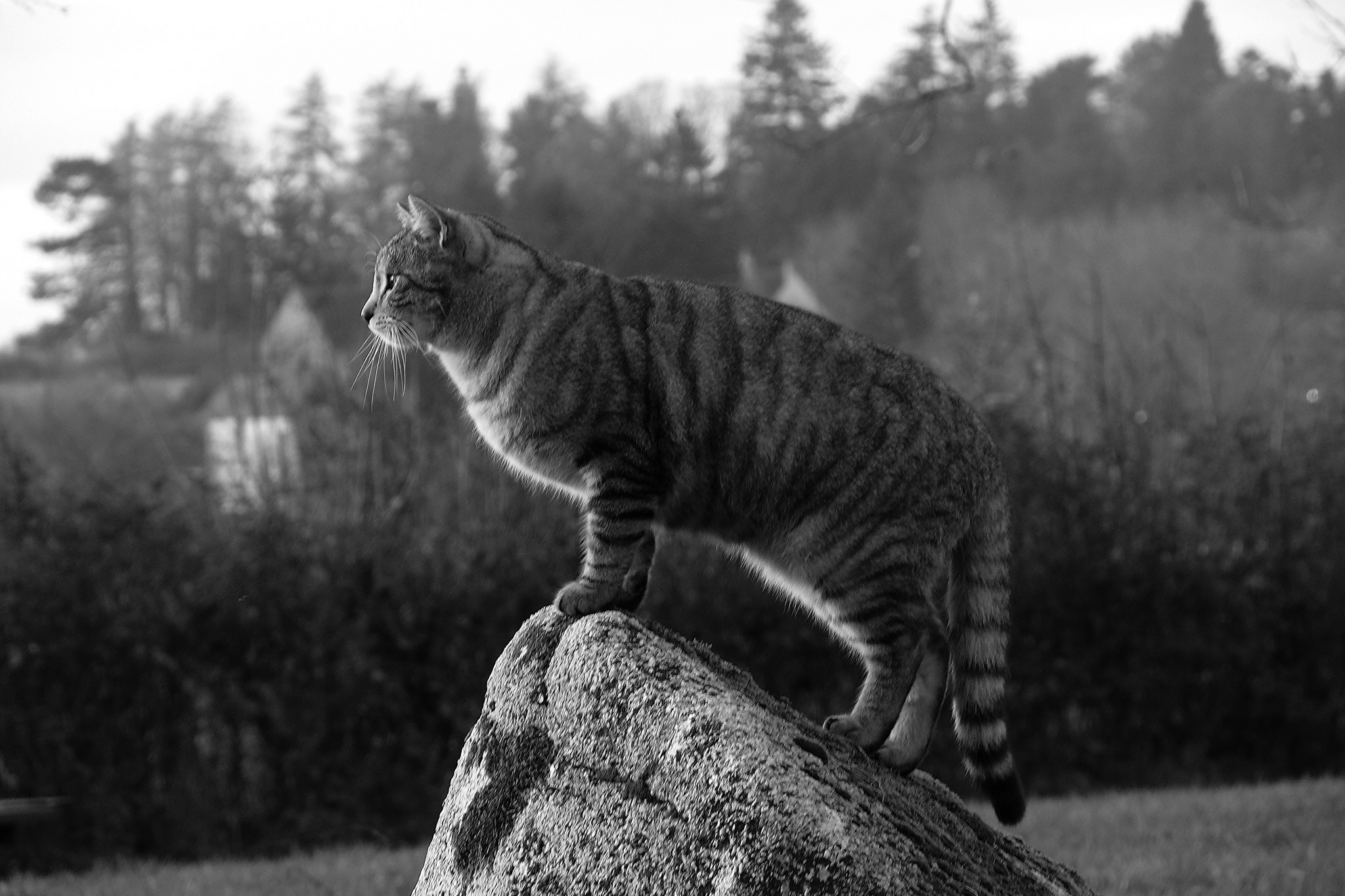 Кошка камни скачать