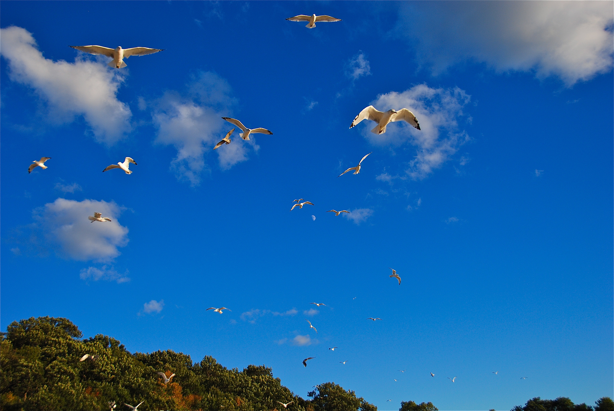 Летящие красивые птицы летящие. Птицы в небе. Птица в полете. Птица летит в небе. Красивое небо с птицами.