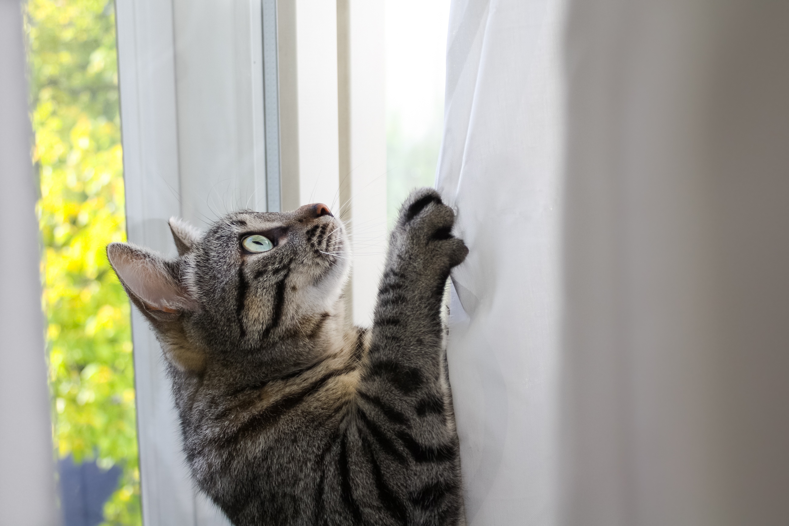 Кот на карнизе. Коты и шторы. Шторы с котятами. Кот на шторах. Кот повис на шторе.