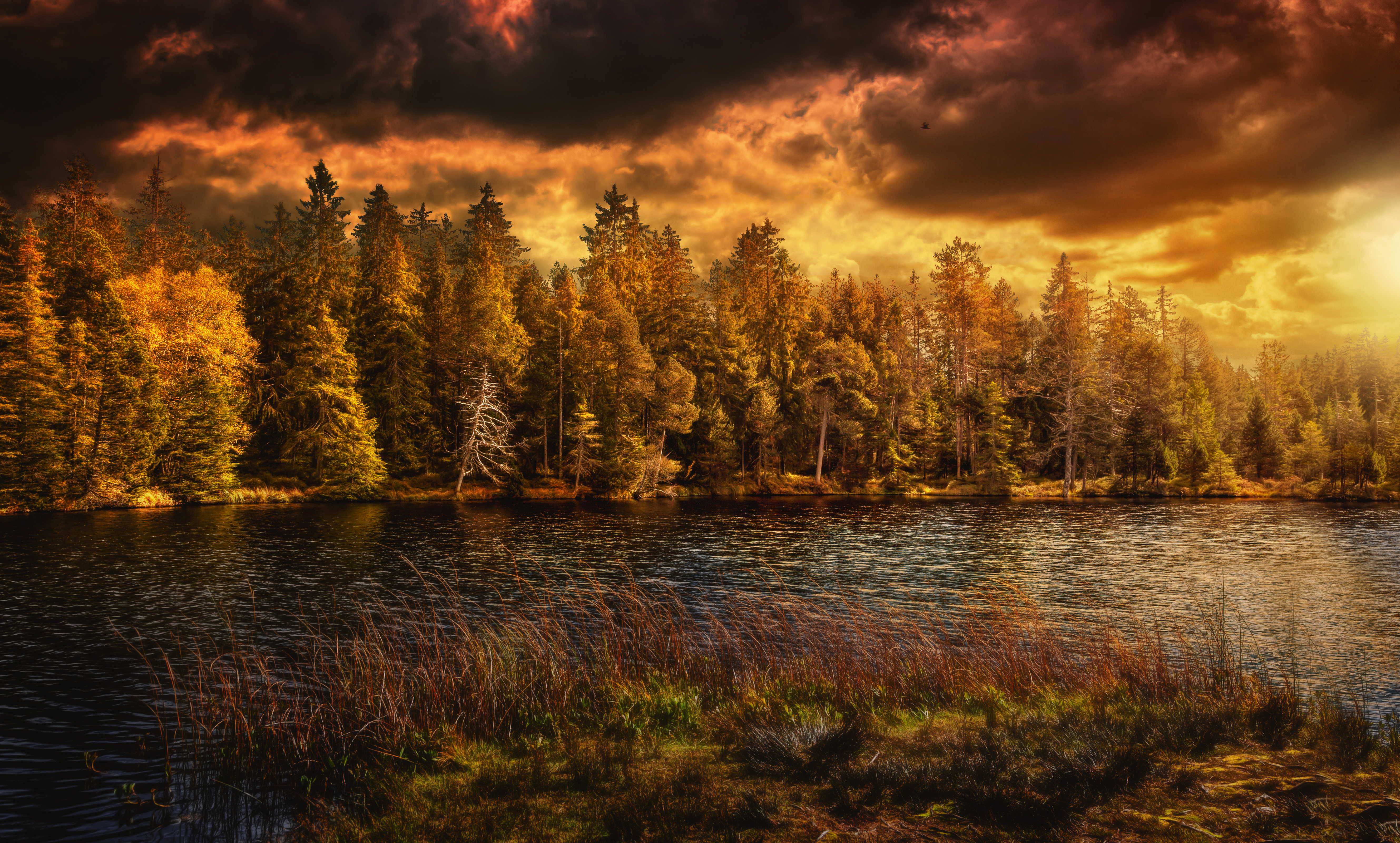 Лес озеро осень без смс