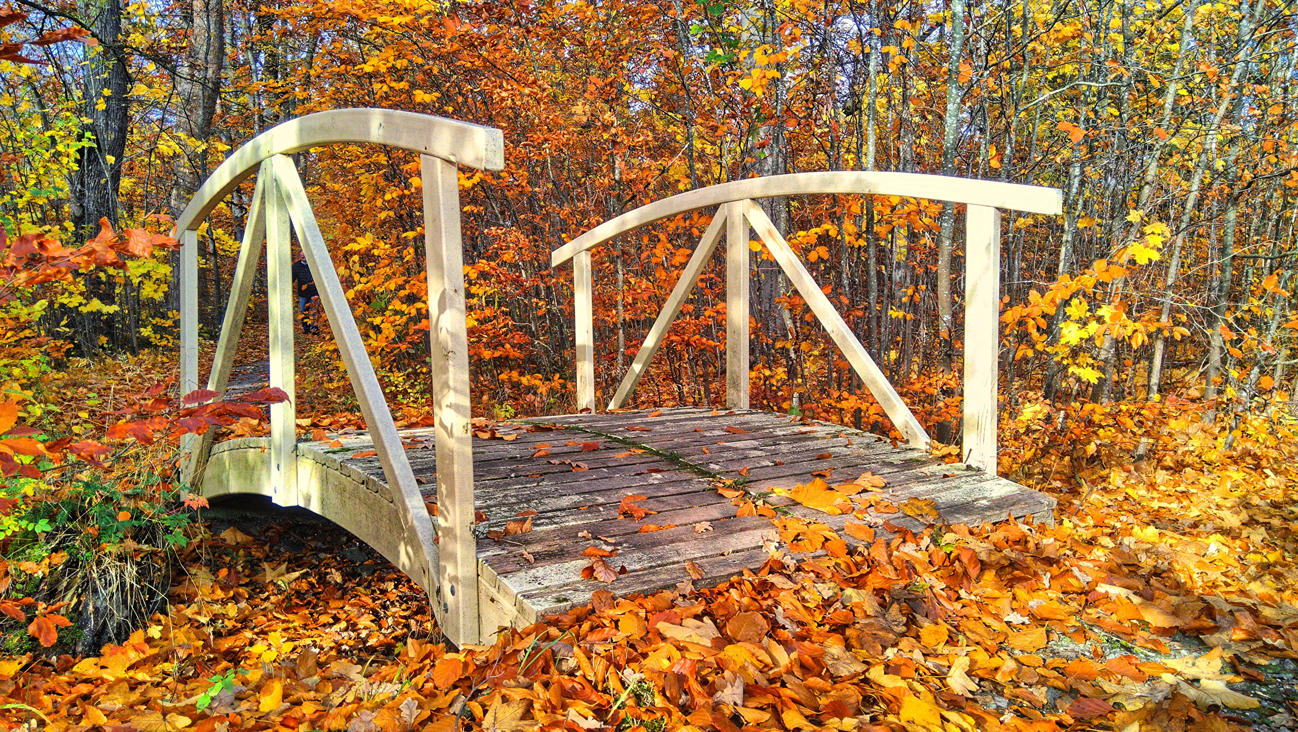 Фотография Листва Осень Мосты Природа лес лист Листья мост осенние Леса