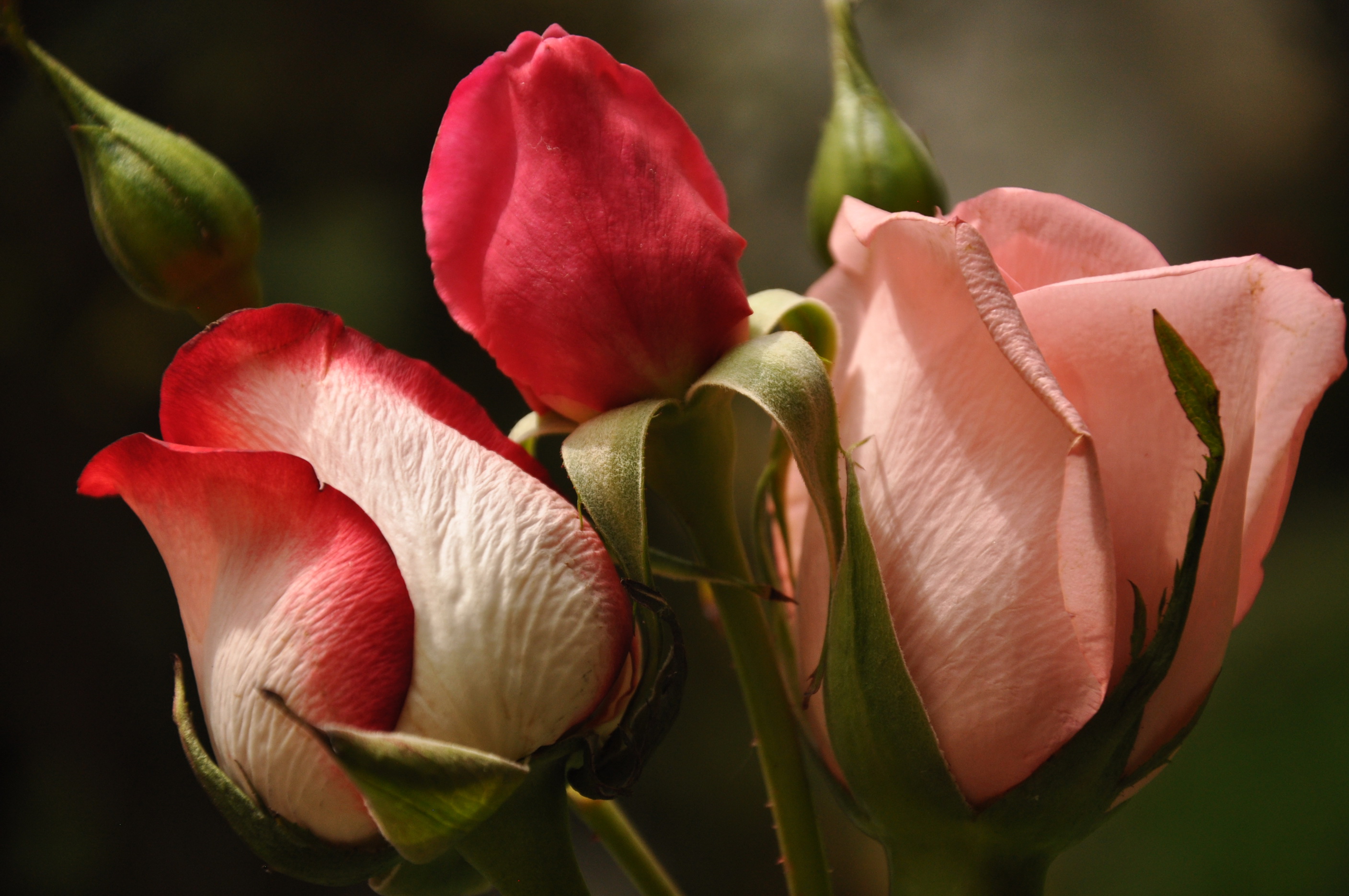 Красивые цветы крупным планом. Тюльпан Свит Рози. Тюльпан Sweet Rosy. Бутон розы. Бутоны роз букет.