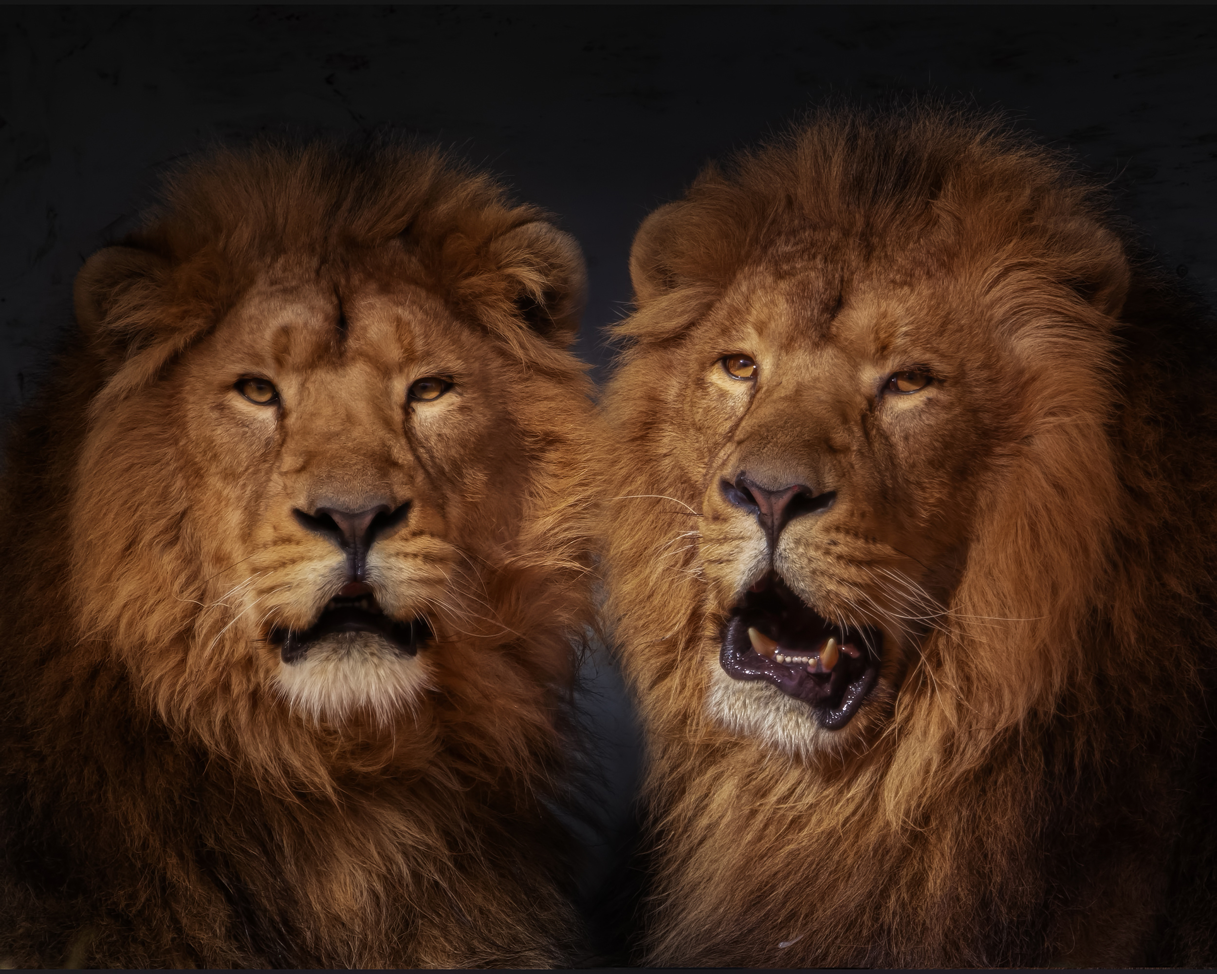 Лева 2 часа. Изображение Льва. Львы братья. Лев картинки. Морда Льва.