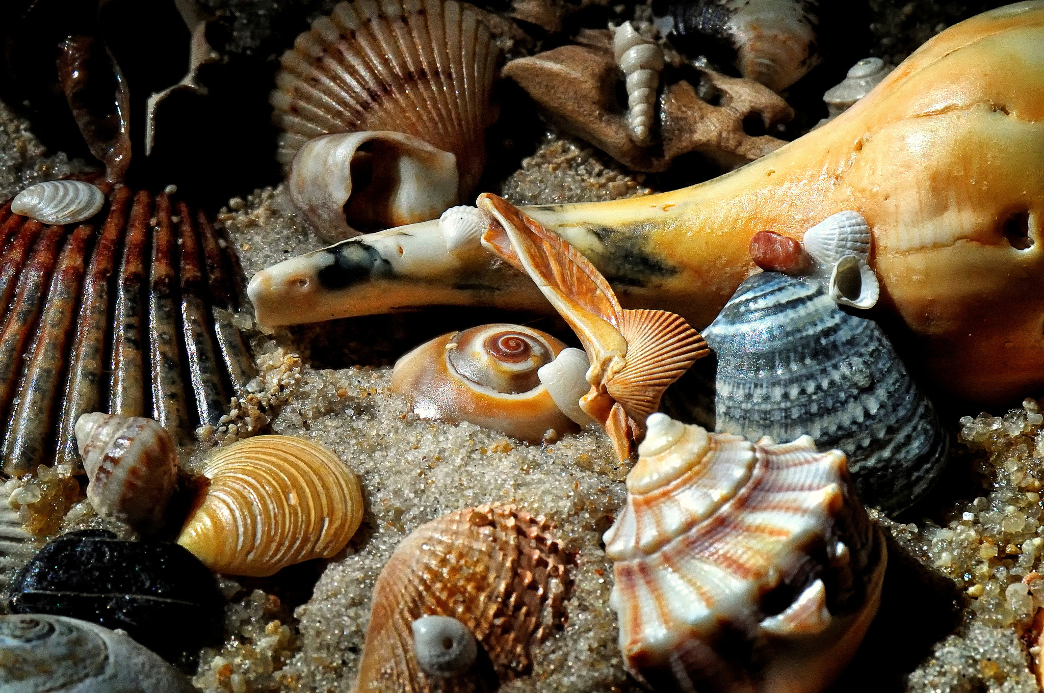 Ракушка на дне. Морские двустворчатые моллюски. Раковинные моллюски. Ракушки морские. Красивые ракушки.