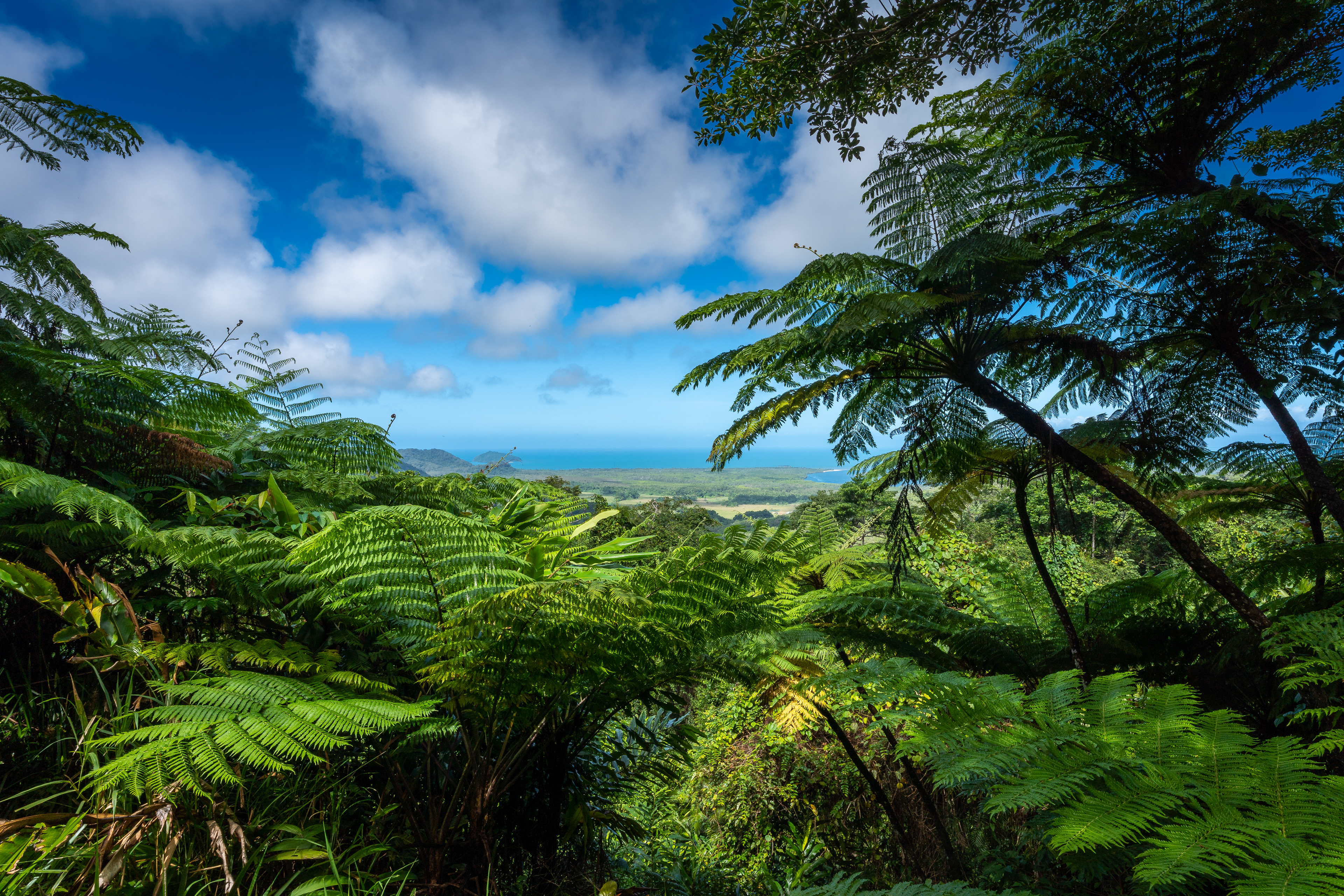 Фото Австралия Daintree Rainforest Природа дерева облако дерево Облака Деревья облачно деревьев