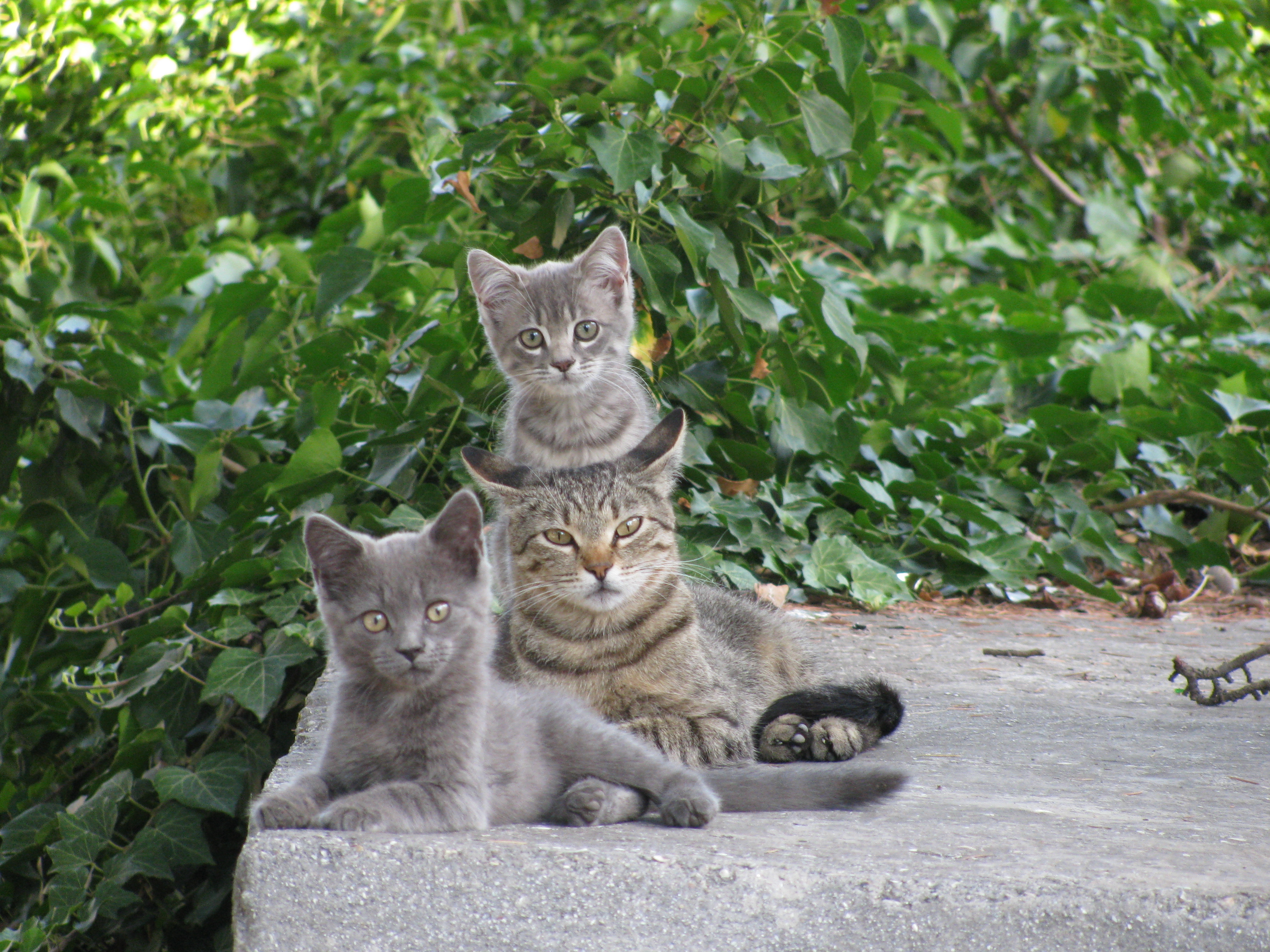 Кот и котенок. Кошка с котятами. Серая кошка с котятами. Кошка с двумя котятами. Кошечка с котятами.