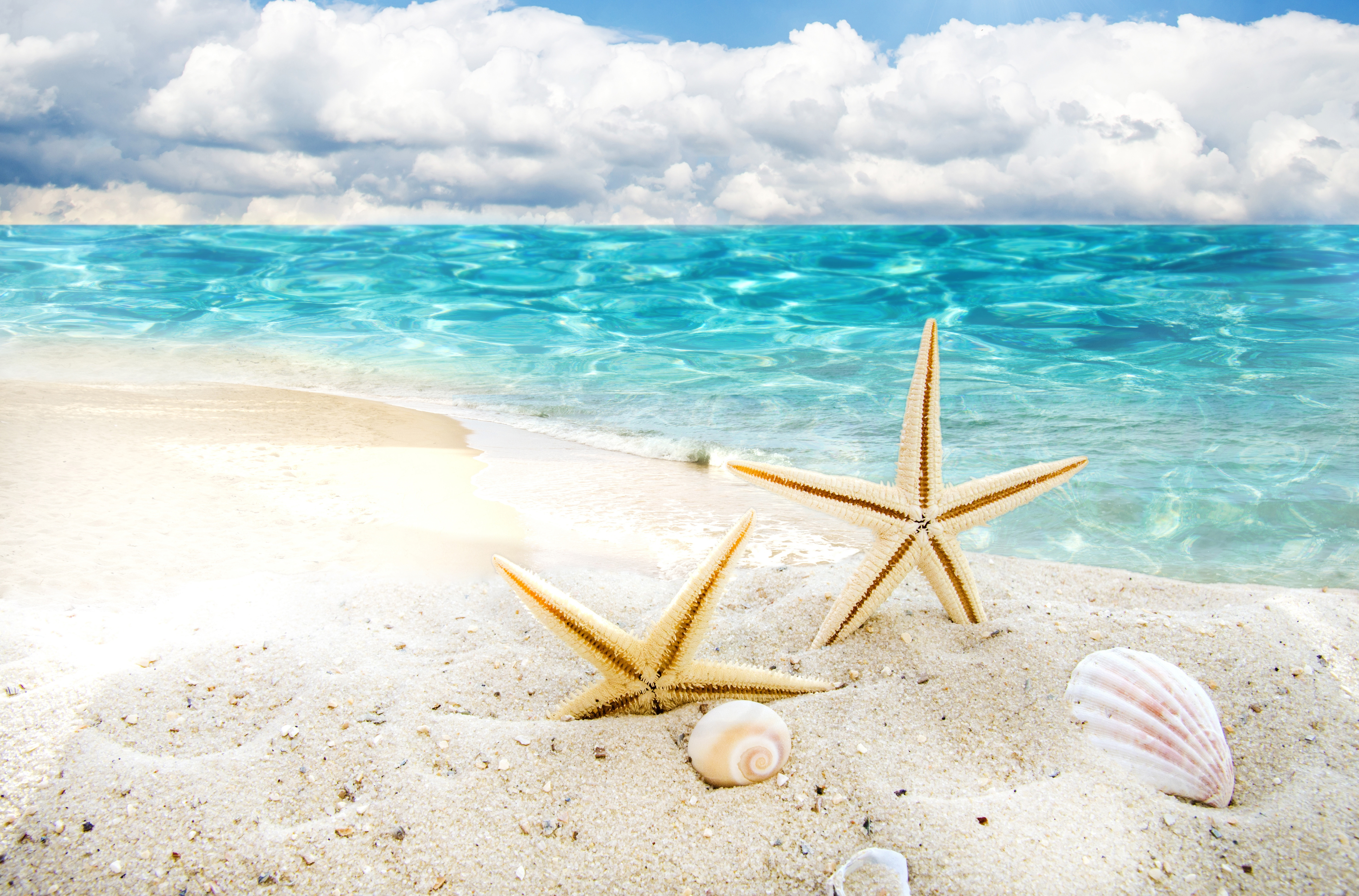 природа раковины песок пляж морская звезда nature shell sand the beach sea star загрузить