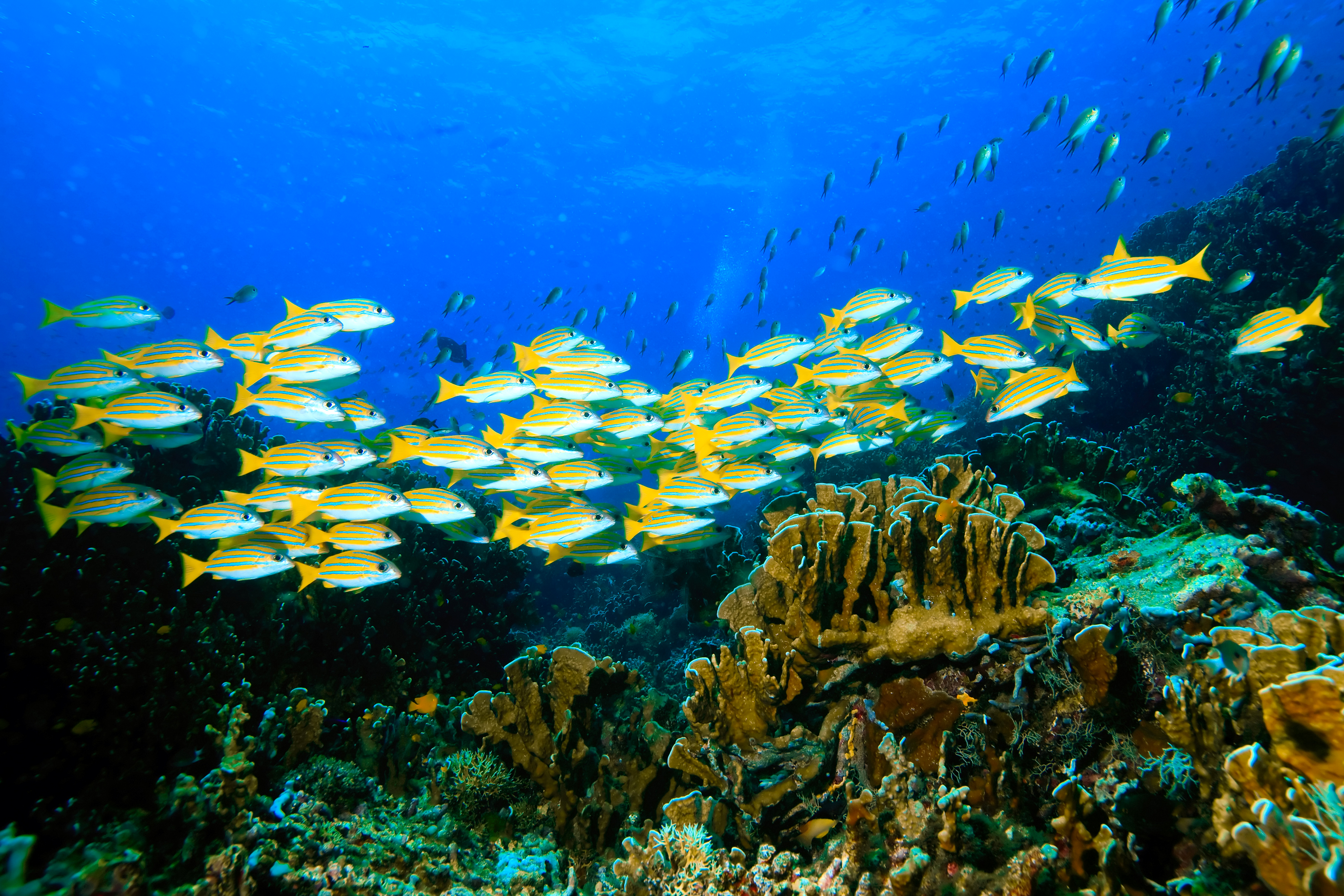 Рыбка коралловых рифов. Подводный риф риф. Рыбы в океане. Морское дно. Рыбки коралловых рифов.