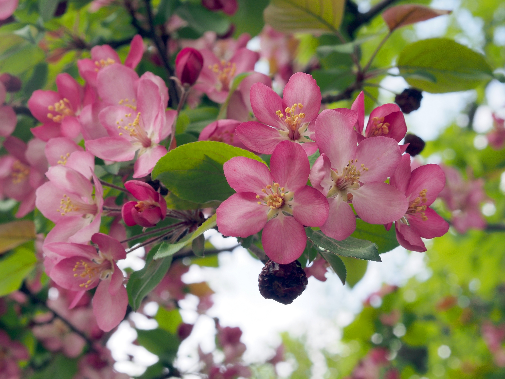 Цветение яблони фото. Яблоня Ауксис цветение. Цветение яблони Хоккайдо. Райка яблоня цветет. Яблоня Орлик цветение.