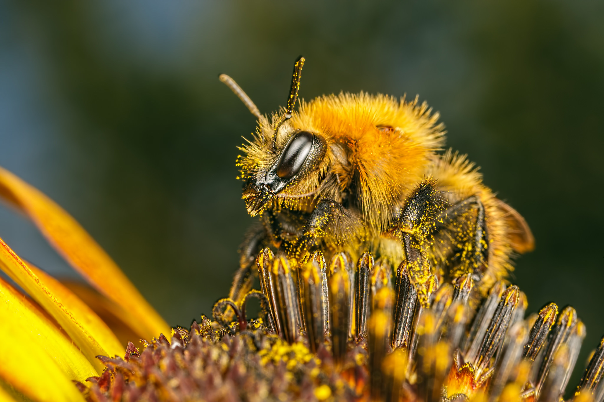 природа макро насекомое цветы подсолнечник пчела скачать