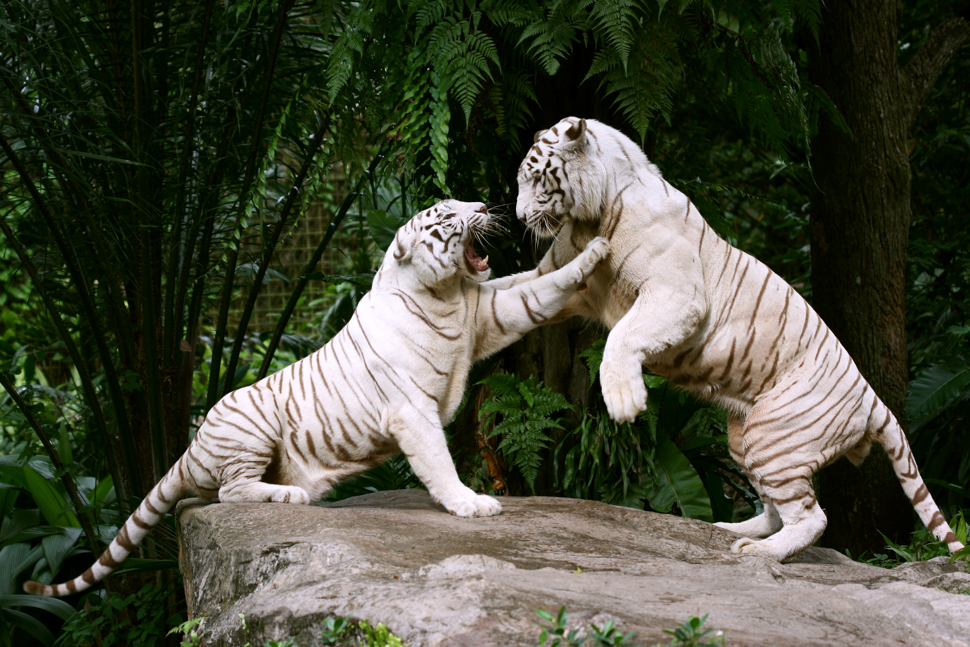 Обои для рабочего стола Тигры Большие кошки две белая животное 3358x2239 тигр 2 два Двое Белый белые белых вдвоем Животные
