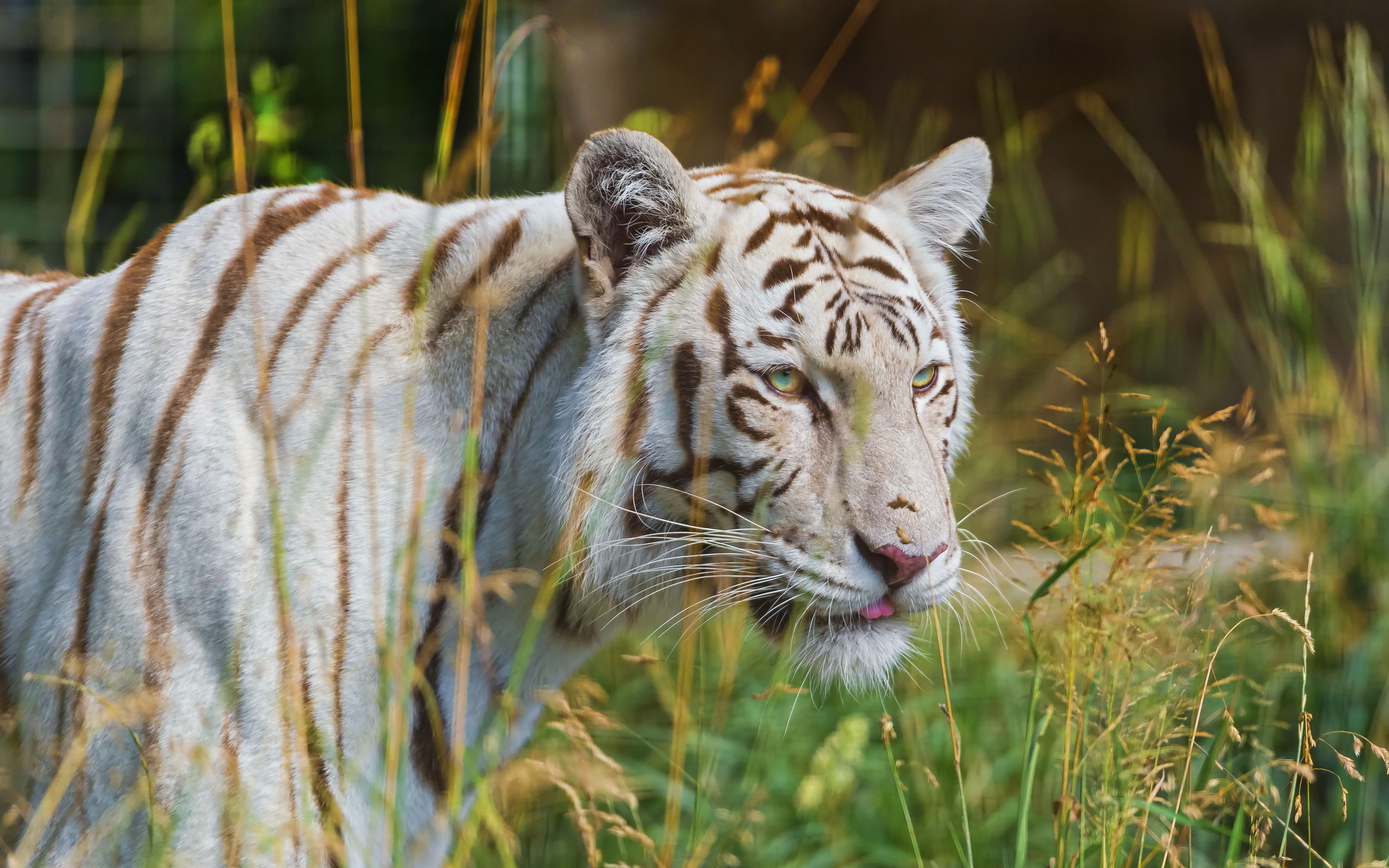 тигр белый трава скачать