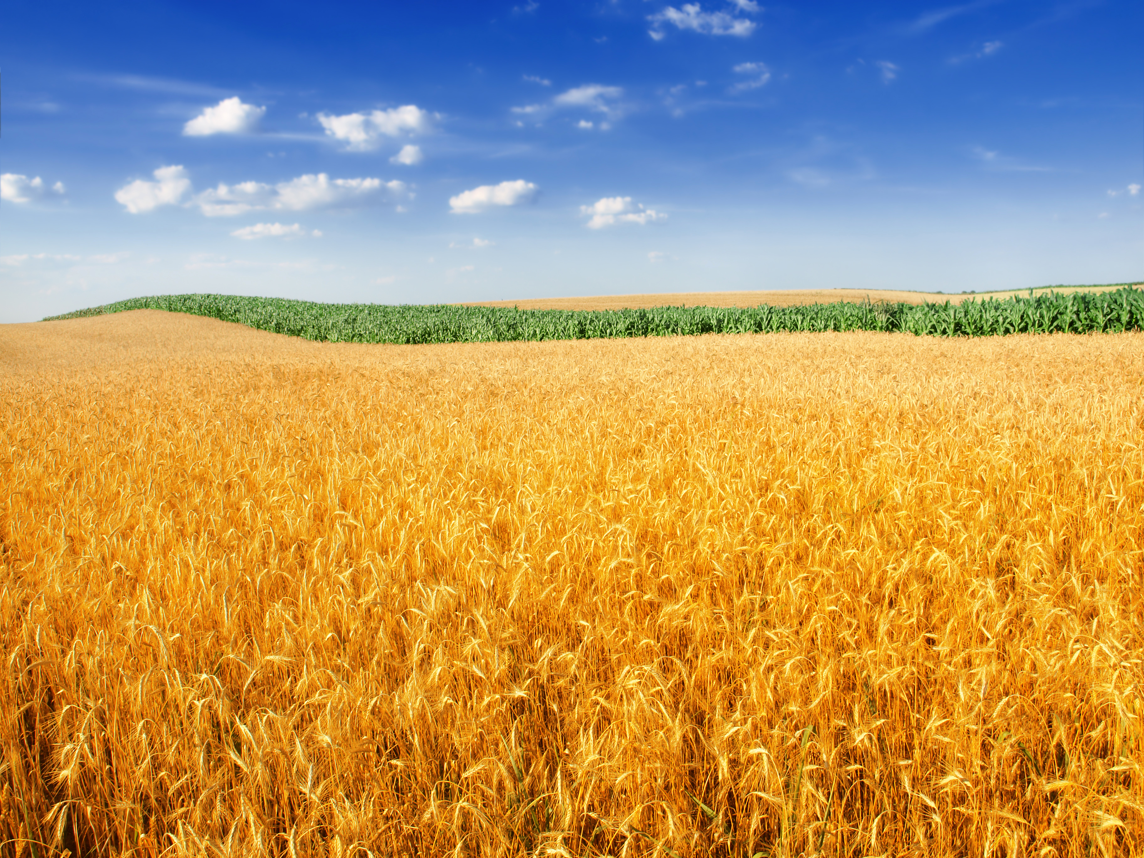 Пшеница колосья поле загрузить