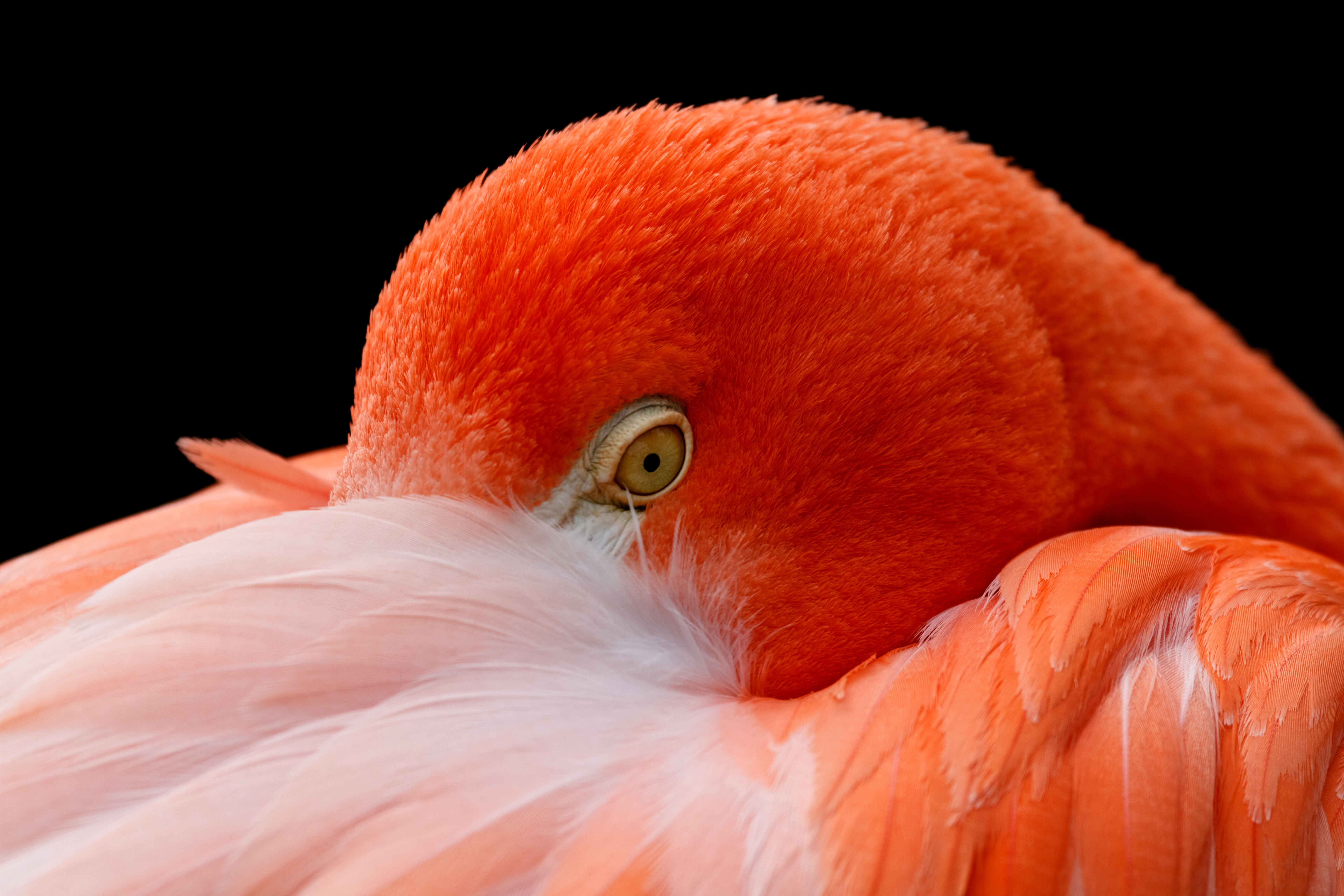 Фото Фламинго оранжевая головы Животные Крупным планом Оранжевый оранжевые оранжевых вблизи Голова животное
