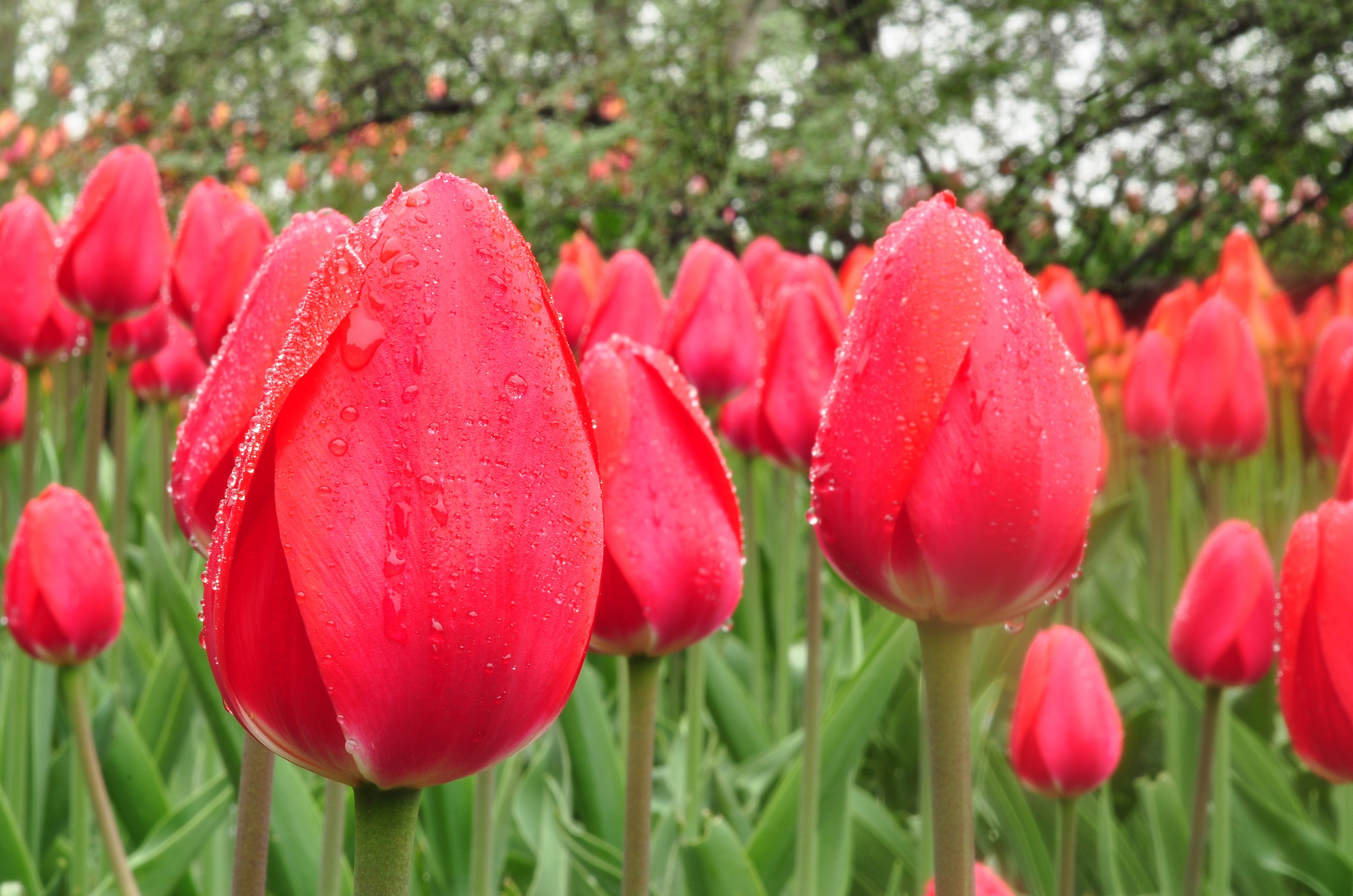 природа красные цветы тюльпаны крупный план загрузить