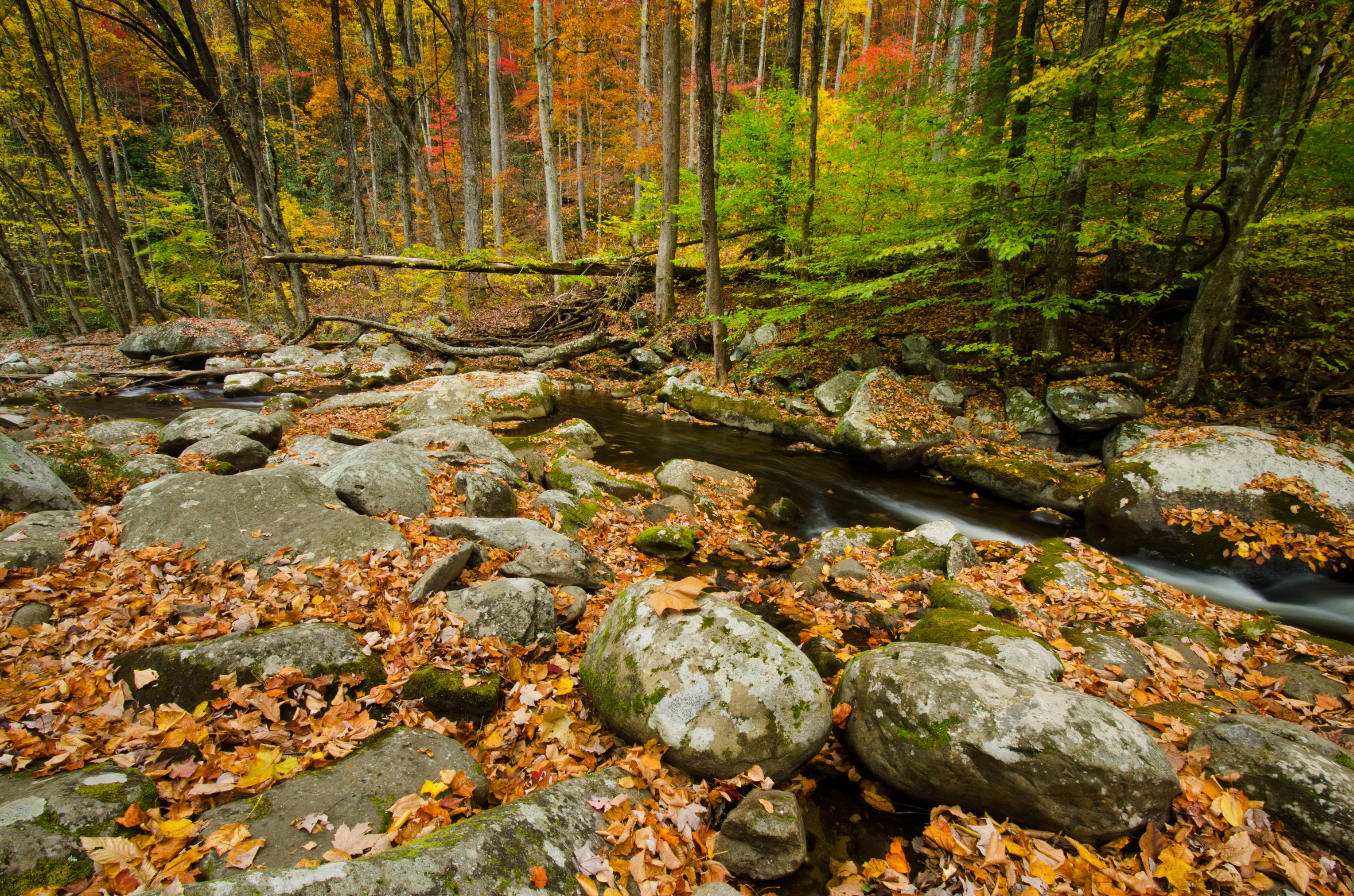 лес камень осень без смс