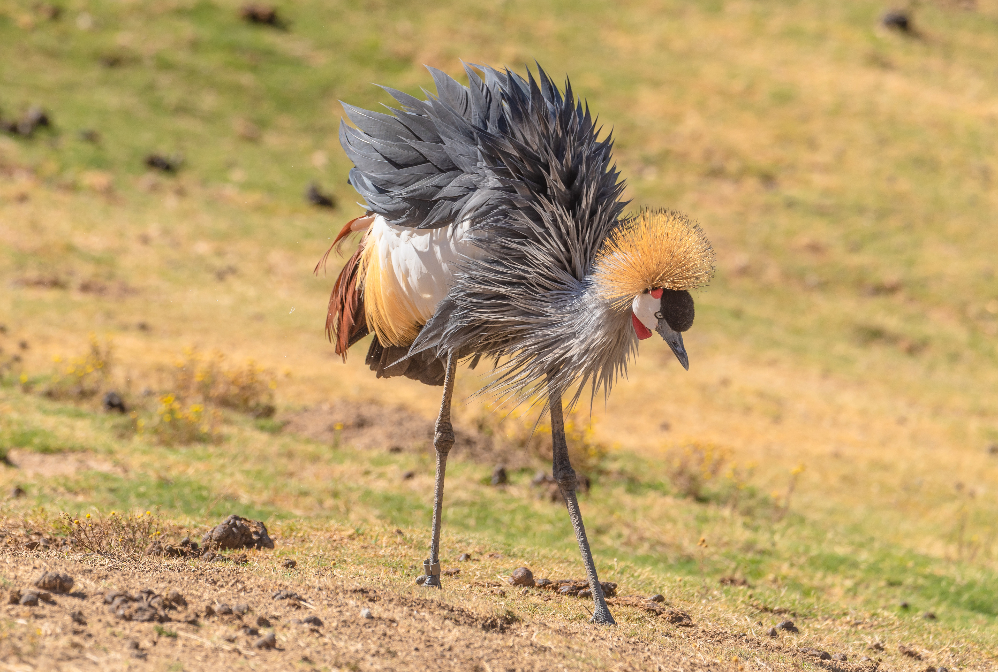 Фотографии Птицы Журавли Grey Crowned Crane Клюв животное 3860x2600 птица Животные